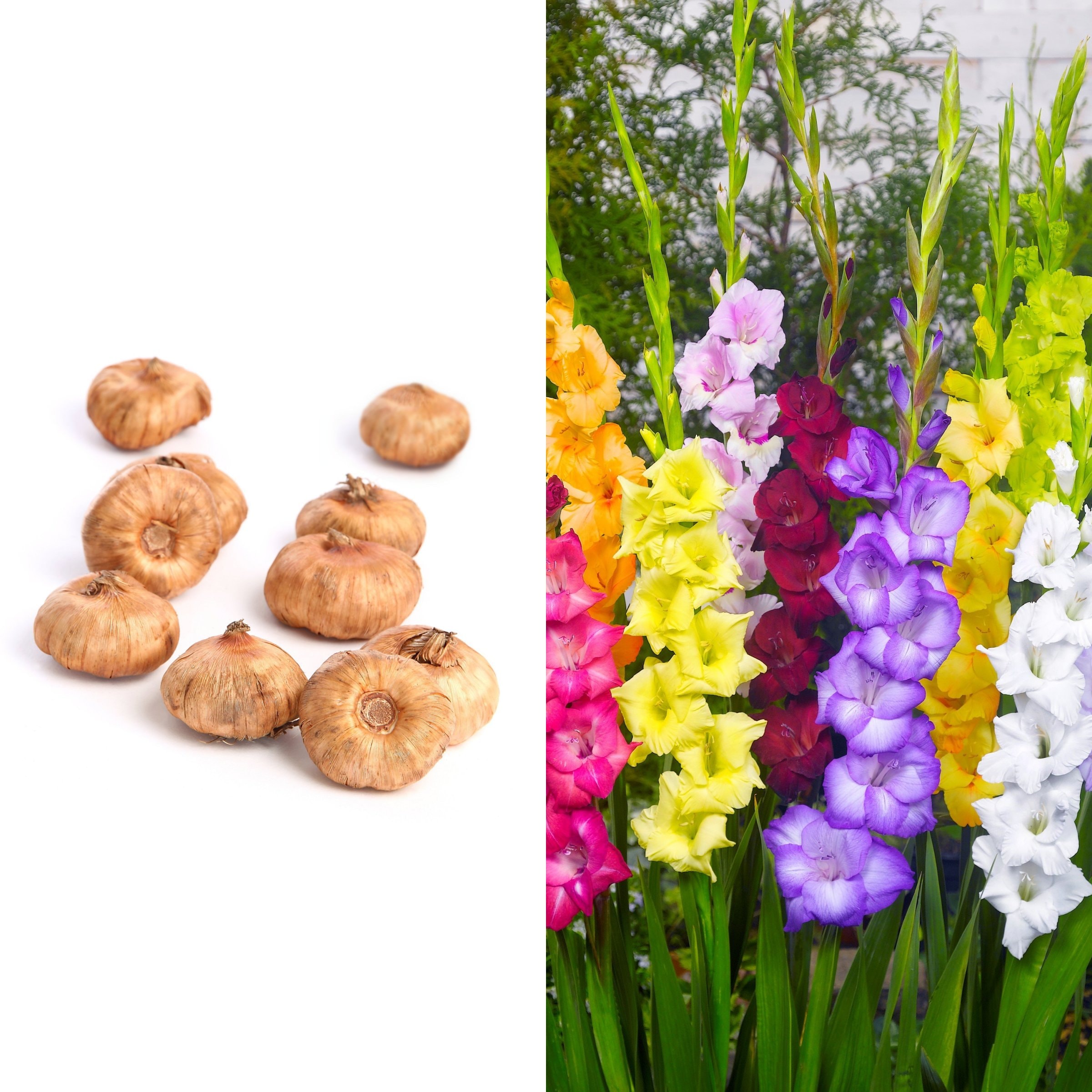 National Plant Network - Assorted colors Gladioli Mixed Bulbs Bulbs 20 -Pack