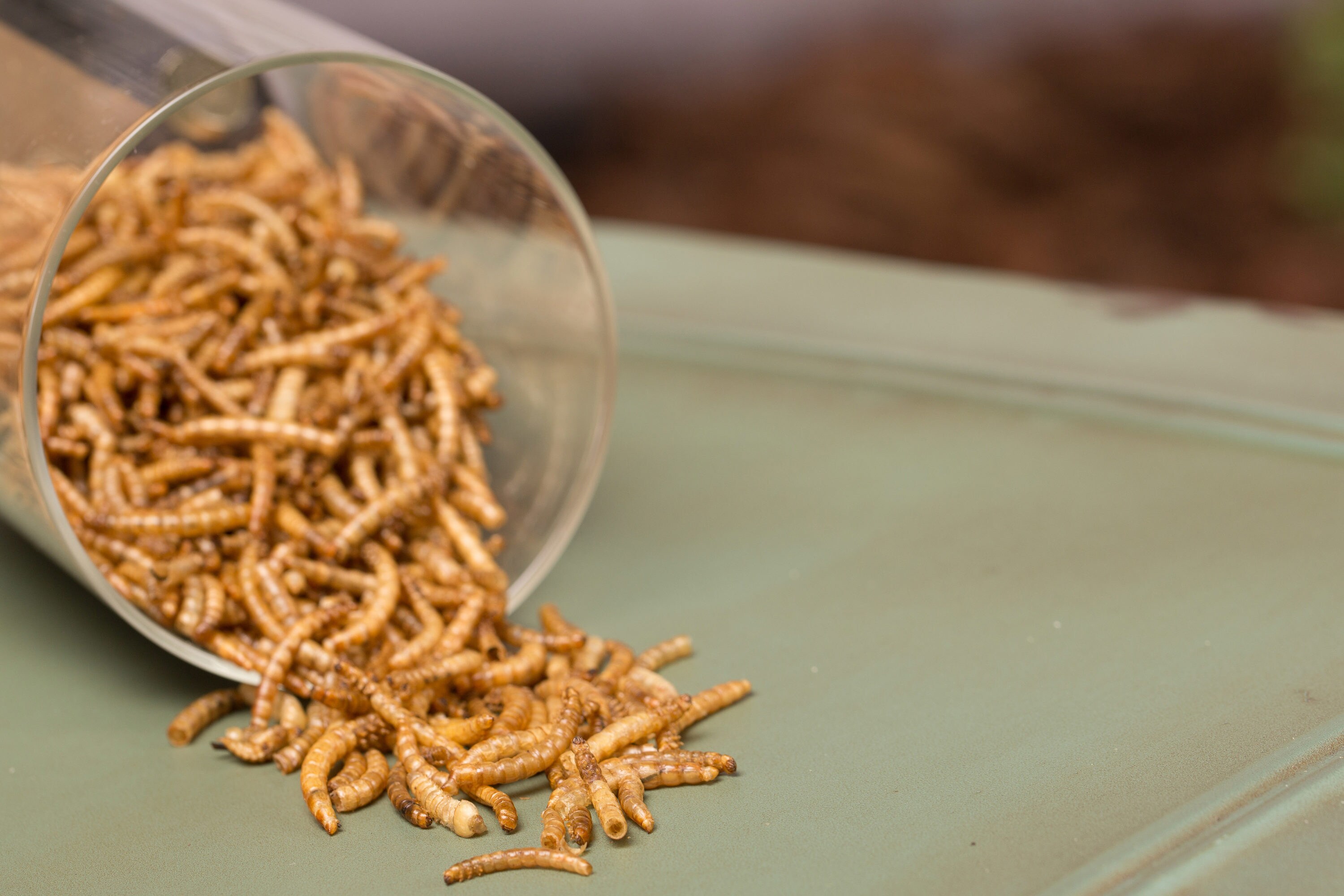 lowes dried mealworms