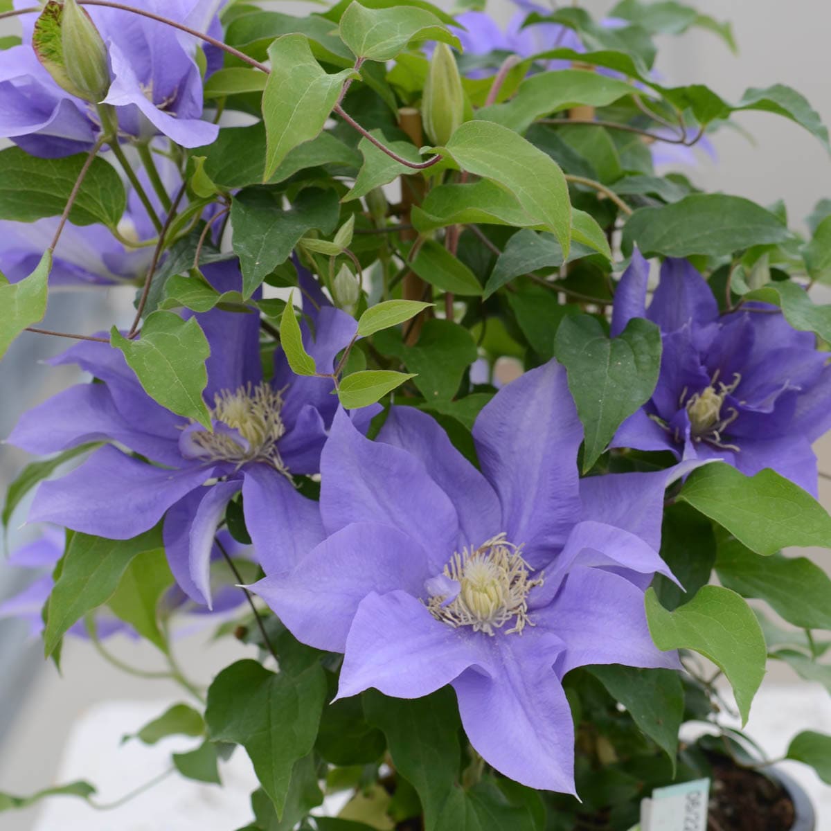 Spring Hill Nurseries 89108 Purple Olympia Clematis Dormant Bare Root Perennial Starter Vine Plant in 1 -Pack Bareroot