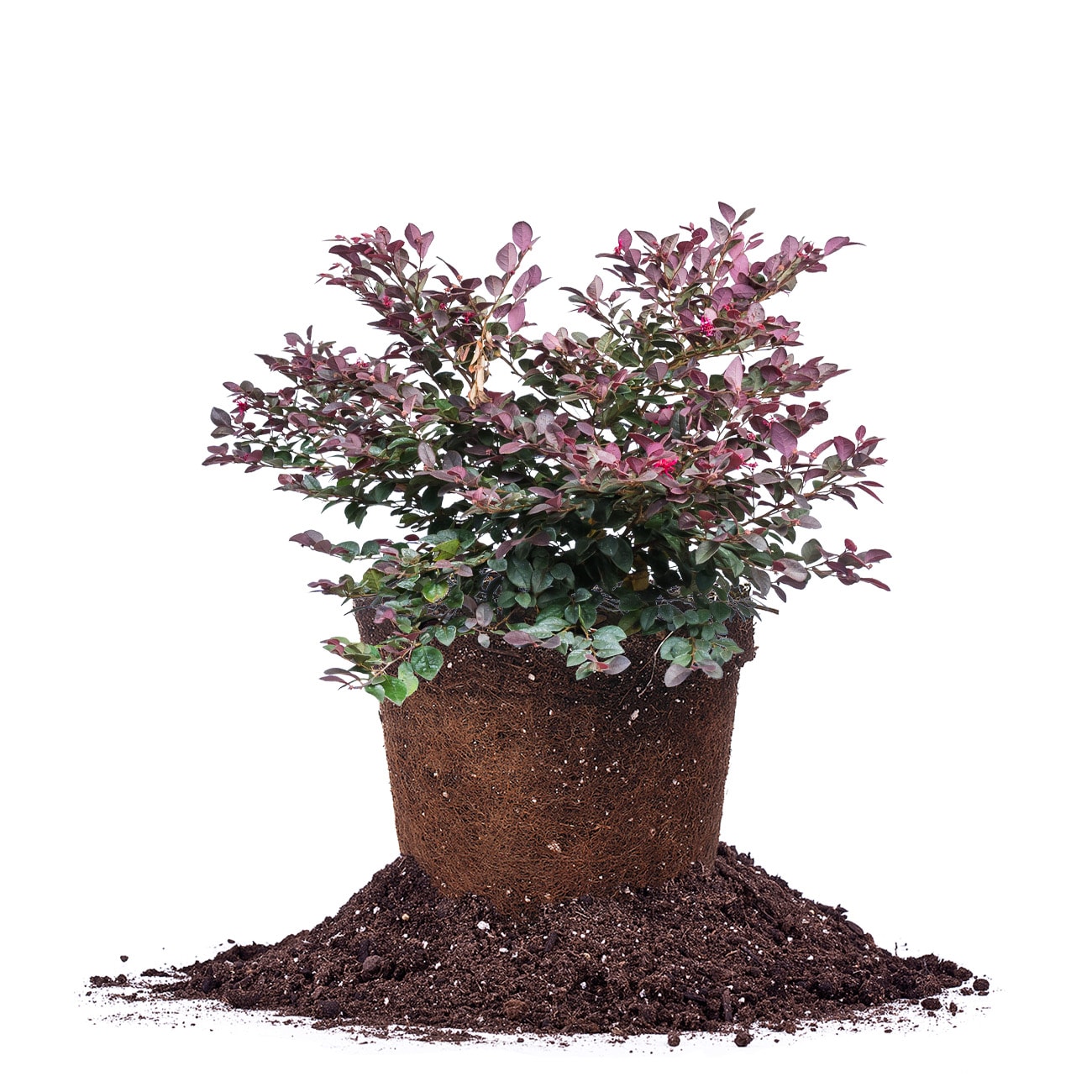 Perfect Plants LOCERISECHARM3G Cerise Charm Loropetalum Flowering Shrub in 3 -Gallon Pot 1 -Pack with Pink Blooms