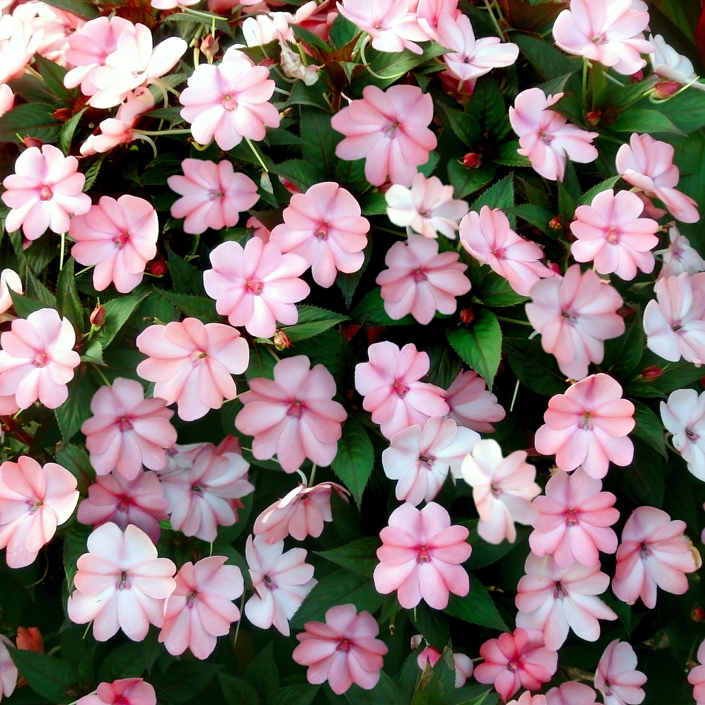 National Plant Network LW1555 annuals - View #8