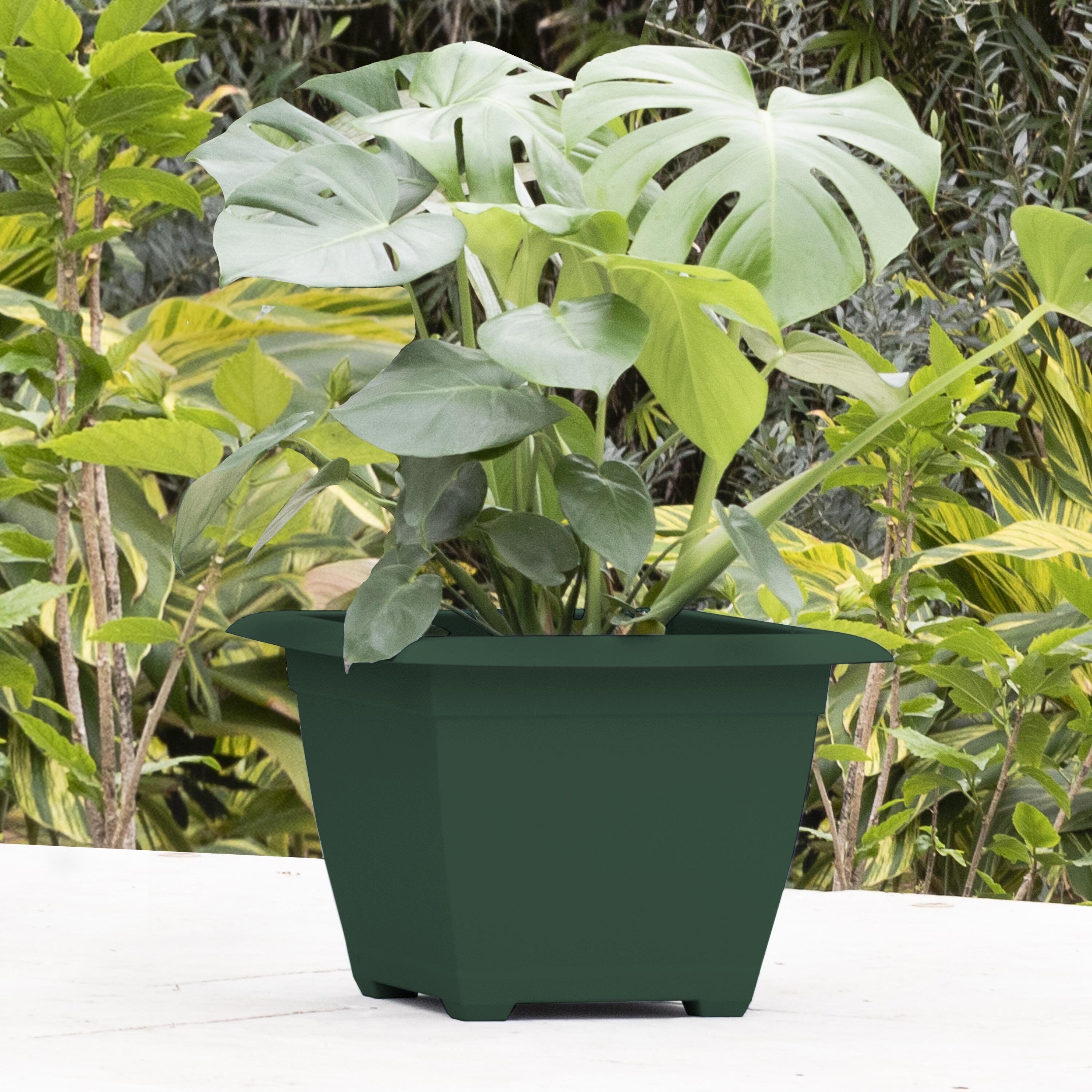 Bloem DAYSQ1555 Planter-Window-Box - View #7