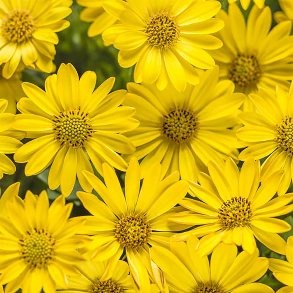 Proven Winners NURSERY annuals - View #2