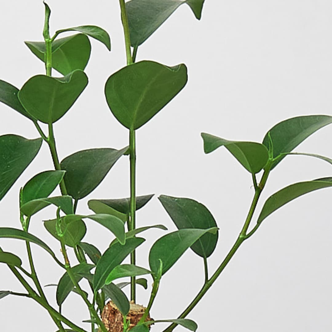 House Plant Shop 6-FICUS-GINSENG hseplants - View #4
