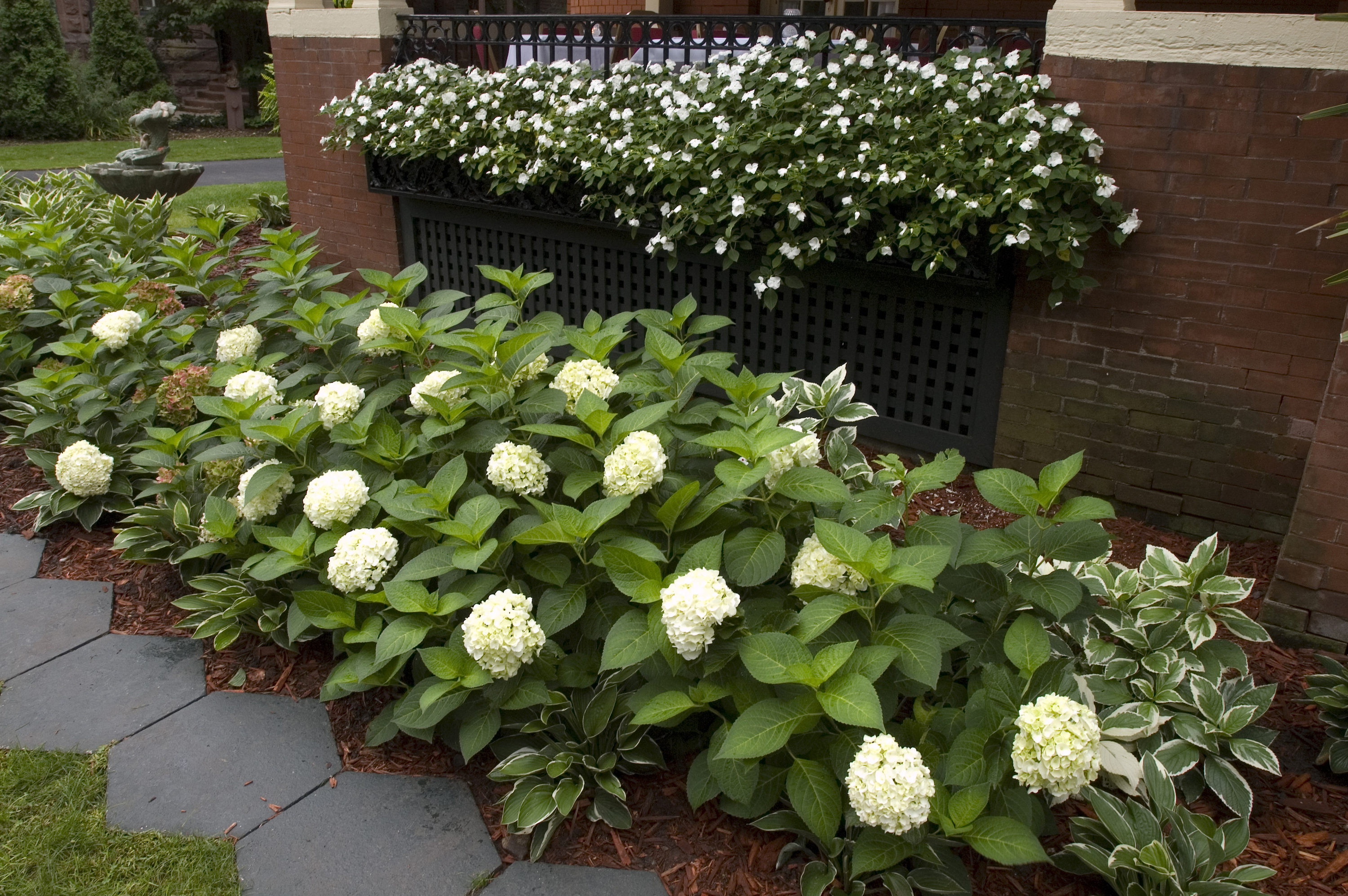 Bulbs are Easy Hydrangea White Lady Shrub, Perennial Plant, 2.3-in