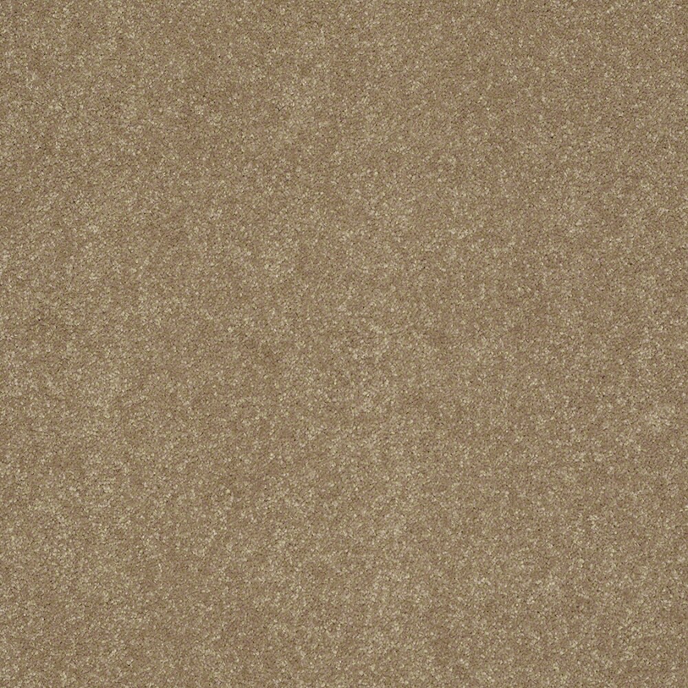 Shaw Stock Latte Textured Interior Carpet at Lowes.com