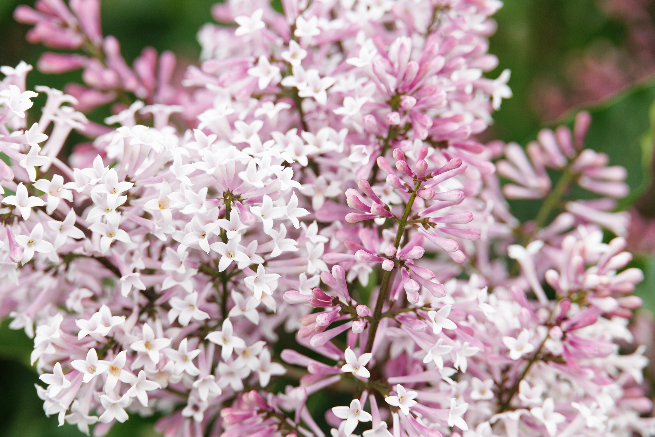 Monrovia Blue Miss Kim Lilac Flowering Shrub In Pot (With Soil) in the ...