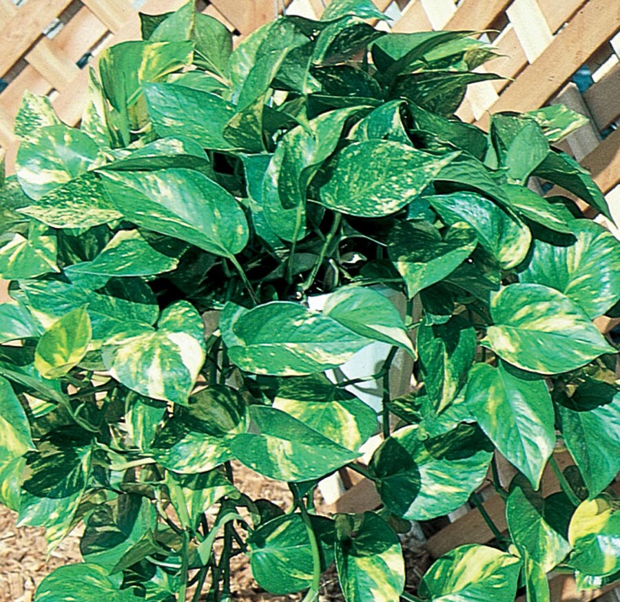  NURSERY Pothos L4925