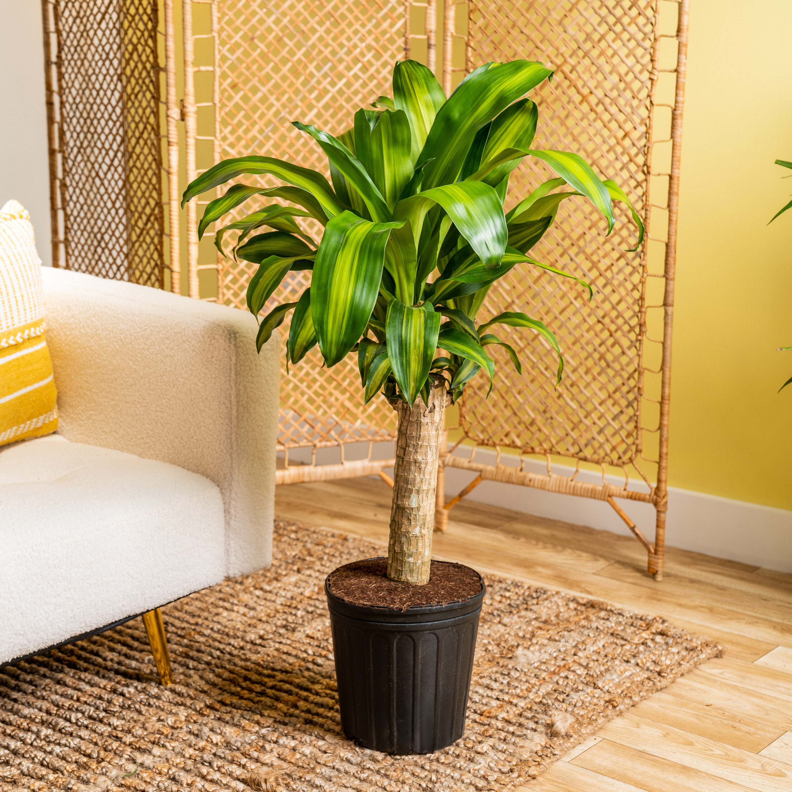 Lowe's MC1B hseplants - View #5