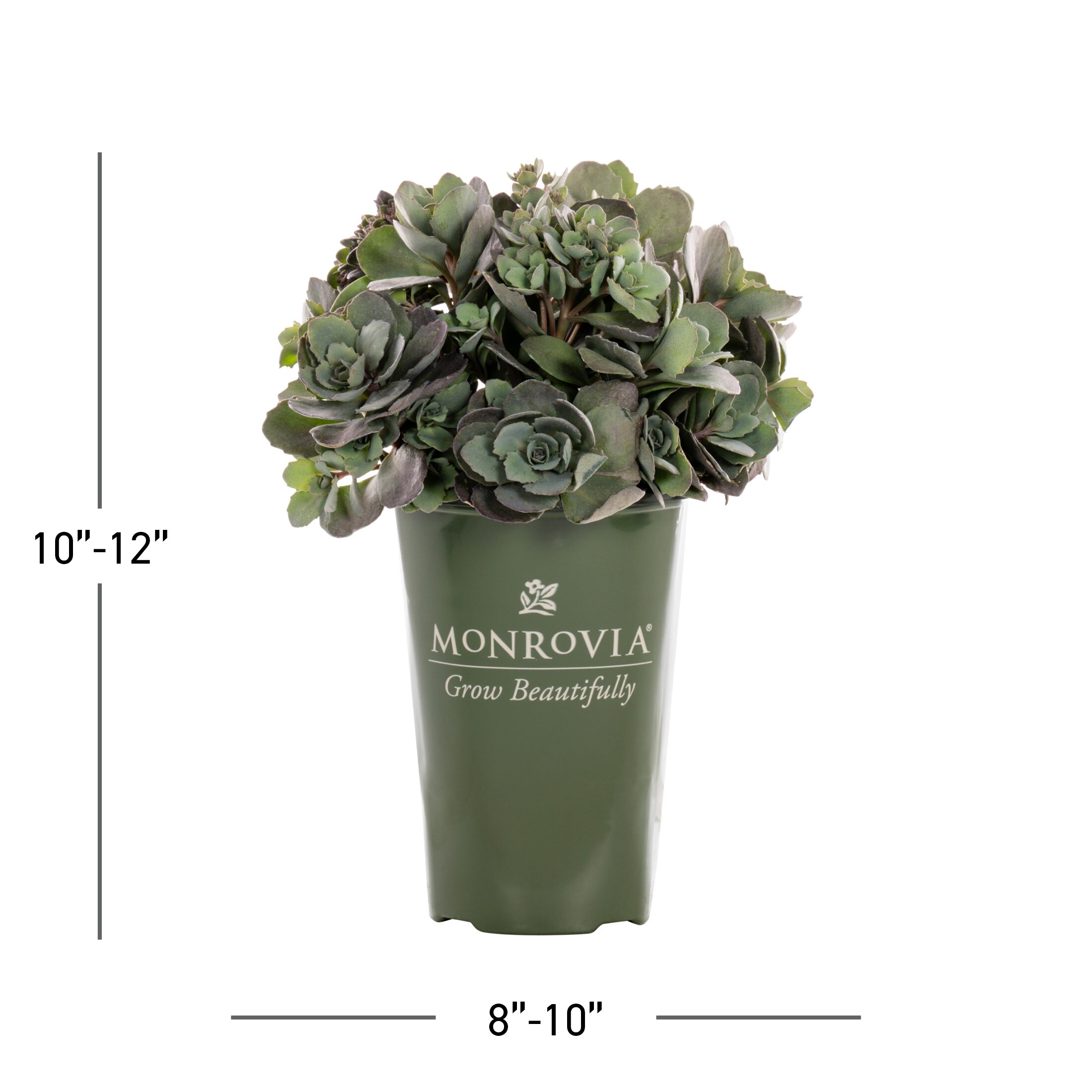 Metrolina Greenhouses 78665 perennials - View #3