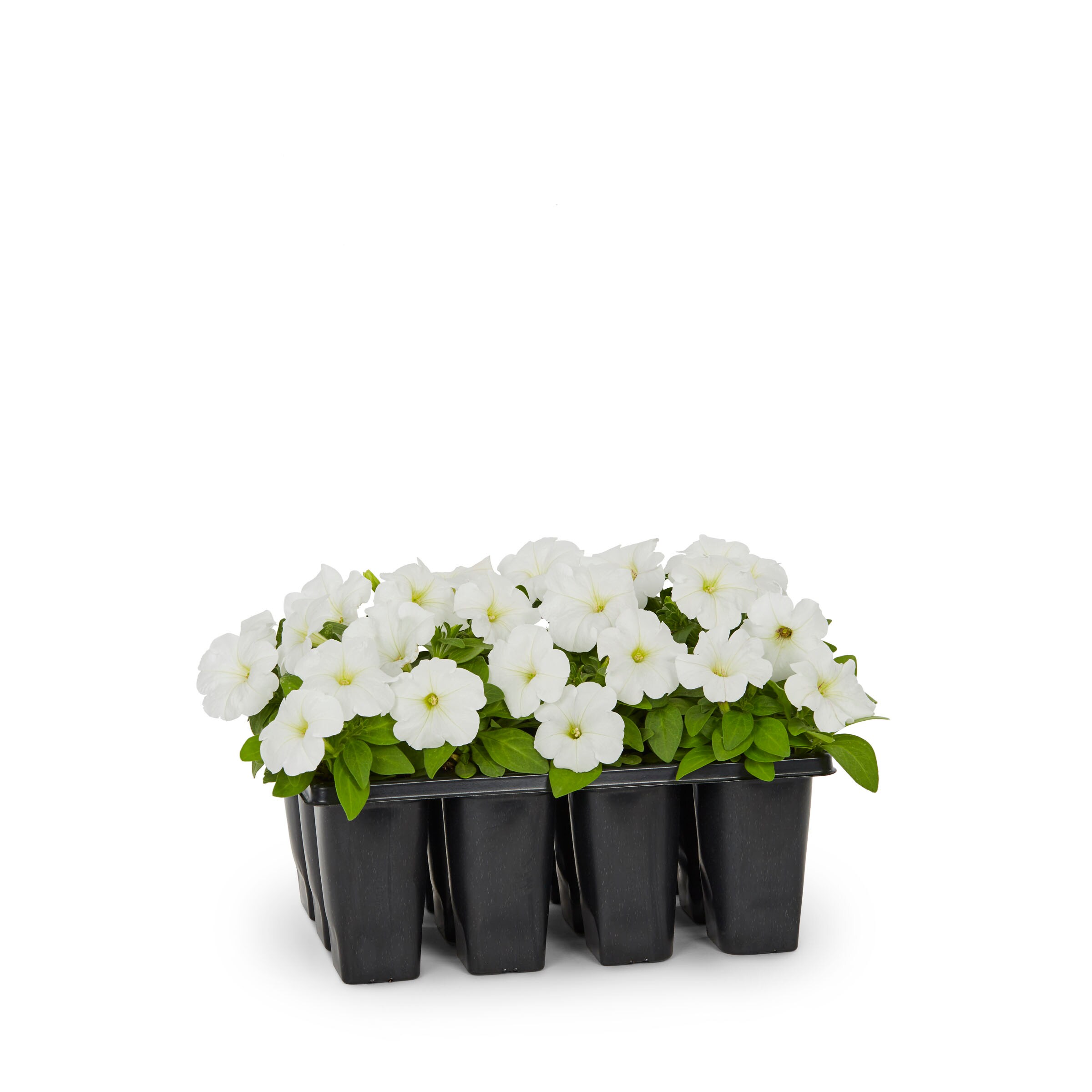 Lowe's 421930 annuals - View #7
