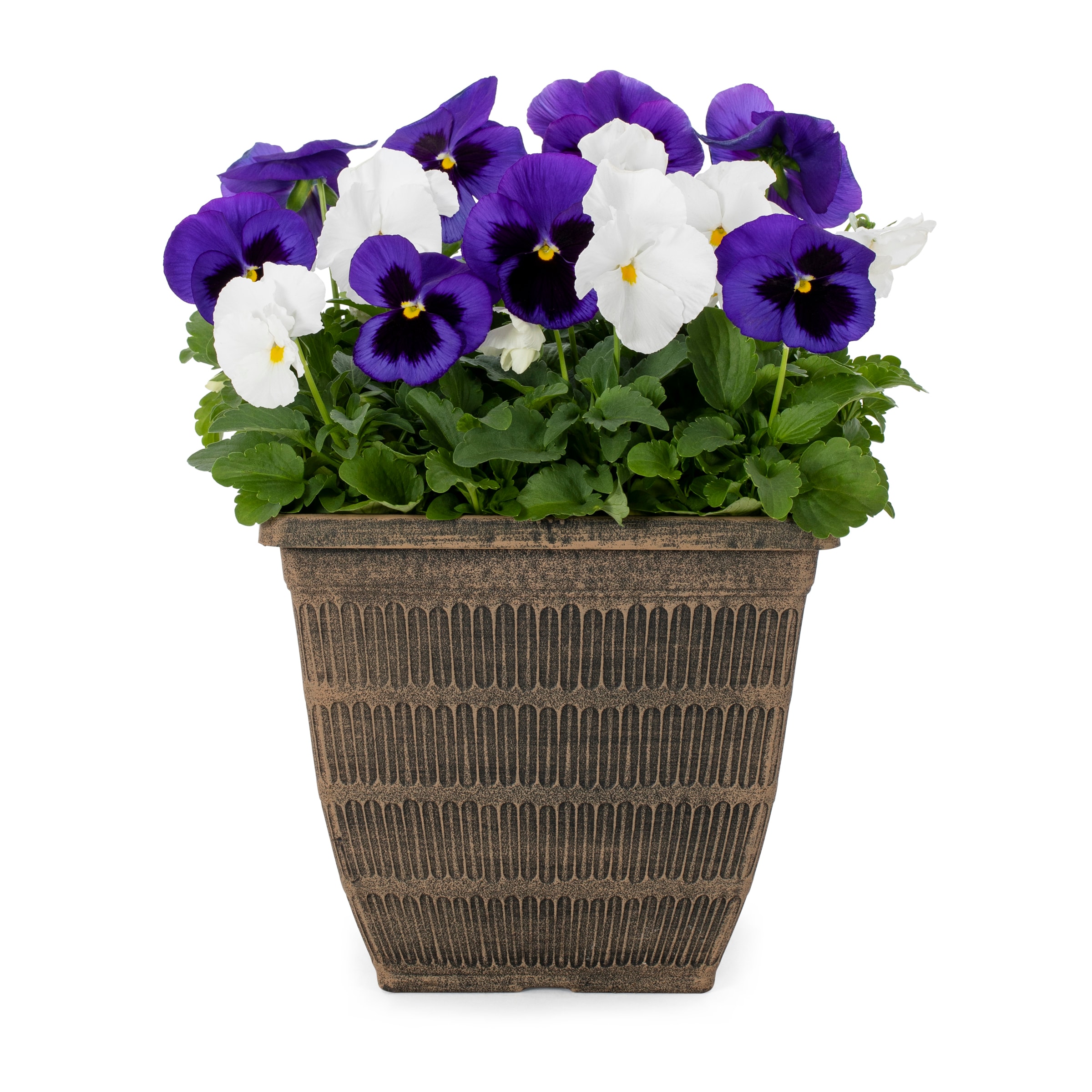 Lowe's Multicolor Pansy in 2.5-Quart Pot in the Annuals department