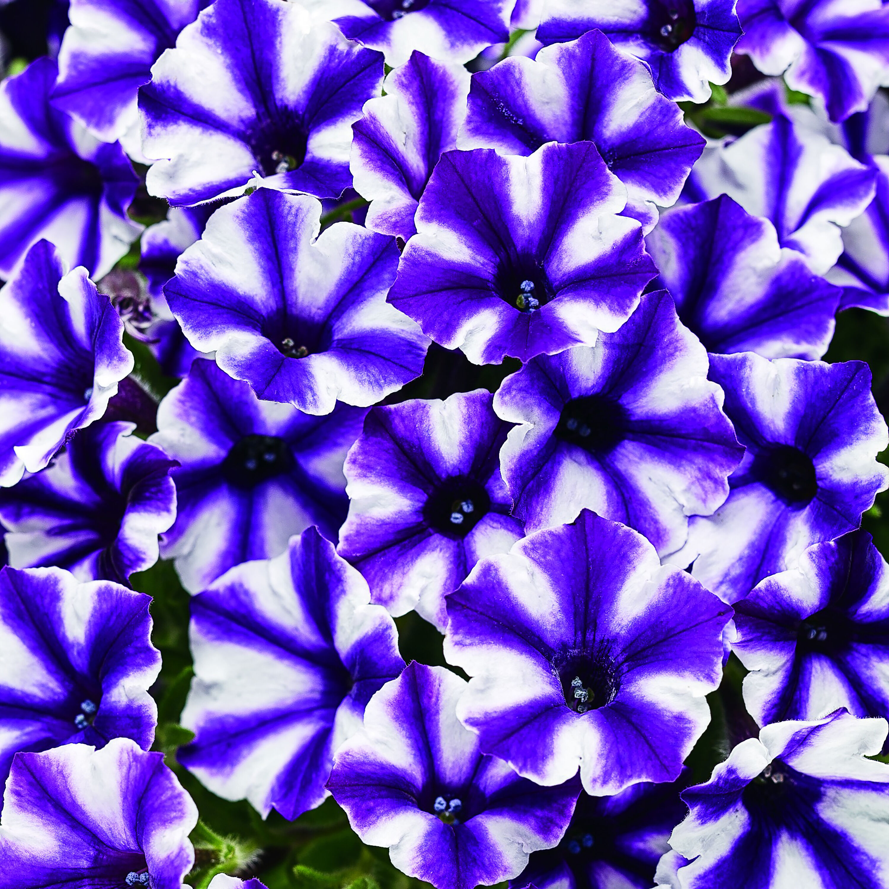 Proven Winners SUPPRW6177504 annuals - View #3