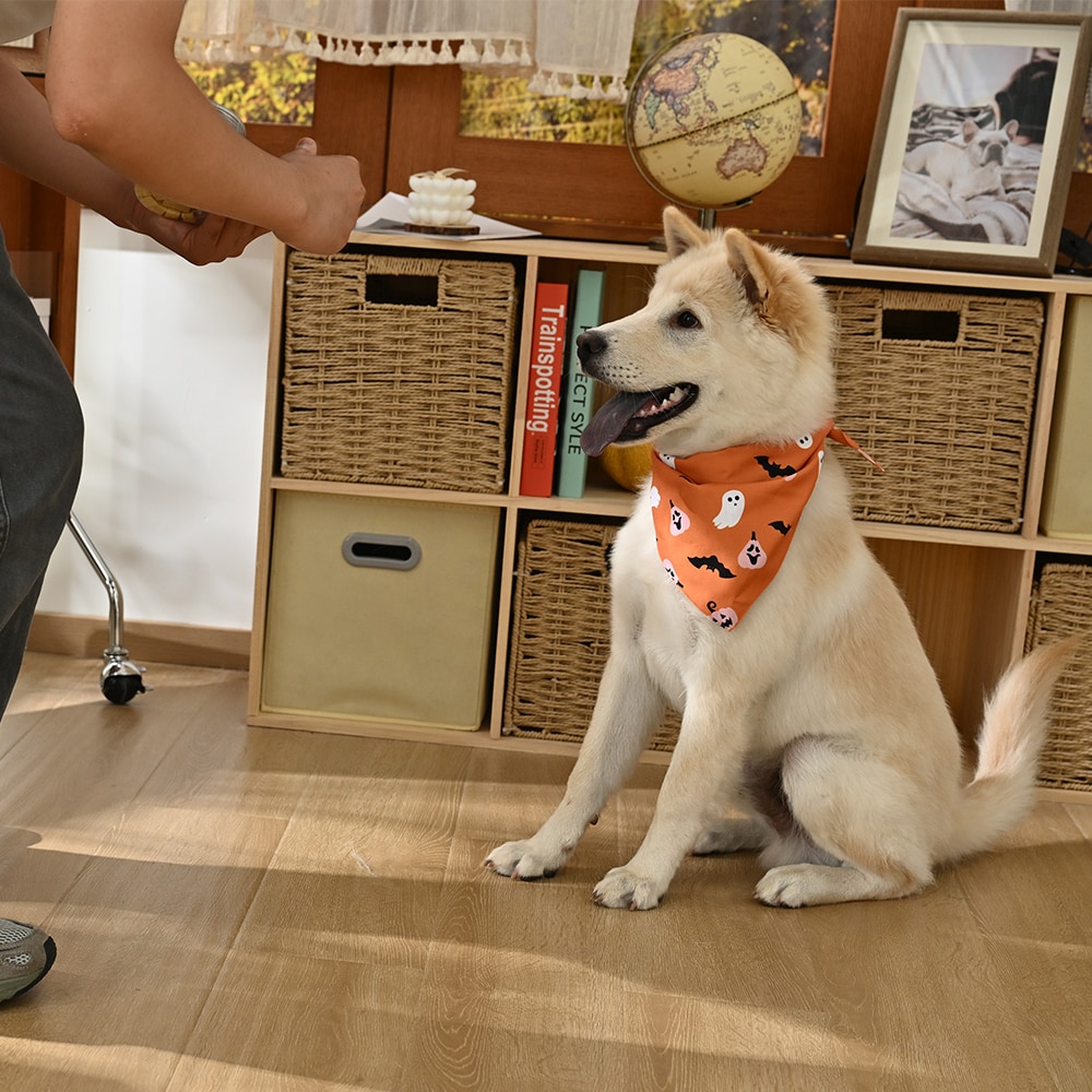 Haunted Living YL1224 Dog-Clothing-Acc - View #4