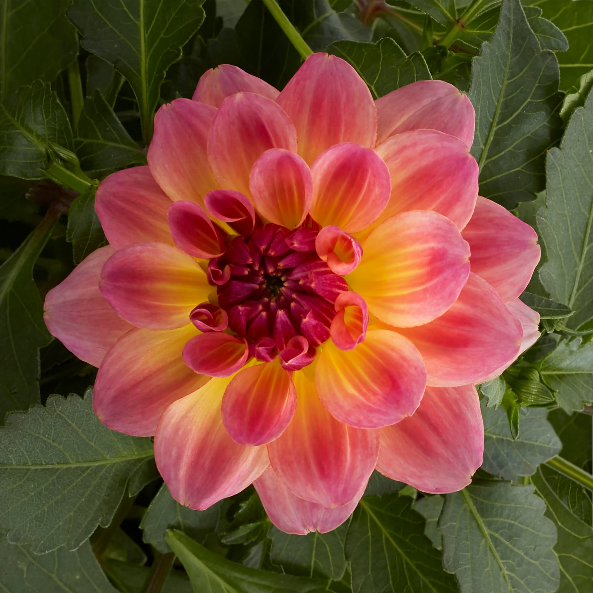 Metrolina Greenhouses 5044 annuals - View #2