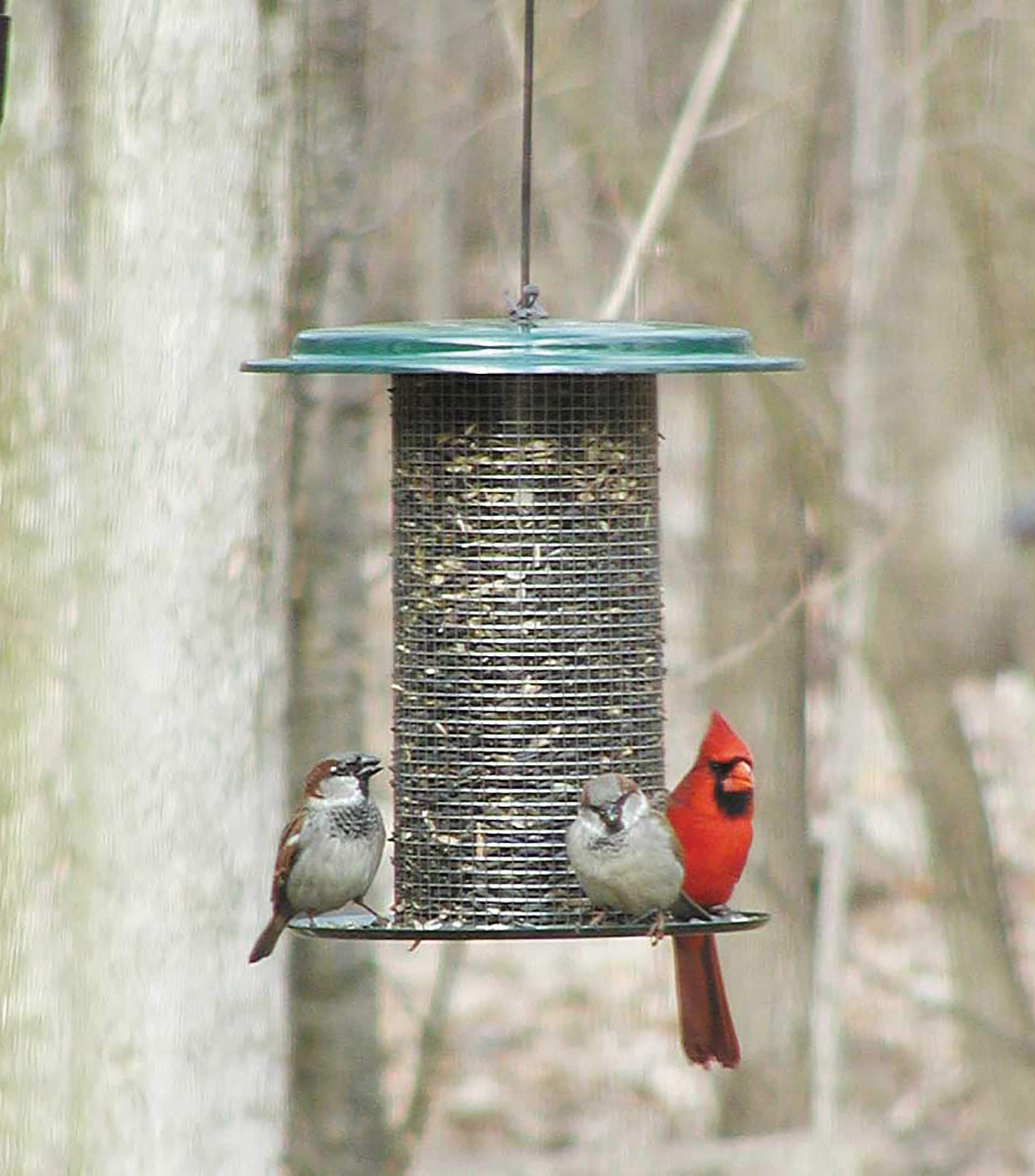 BIRDS CHOICE SD700 Bird-Feeders - View #5