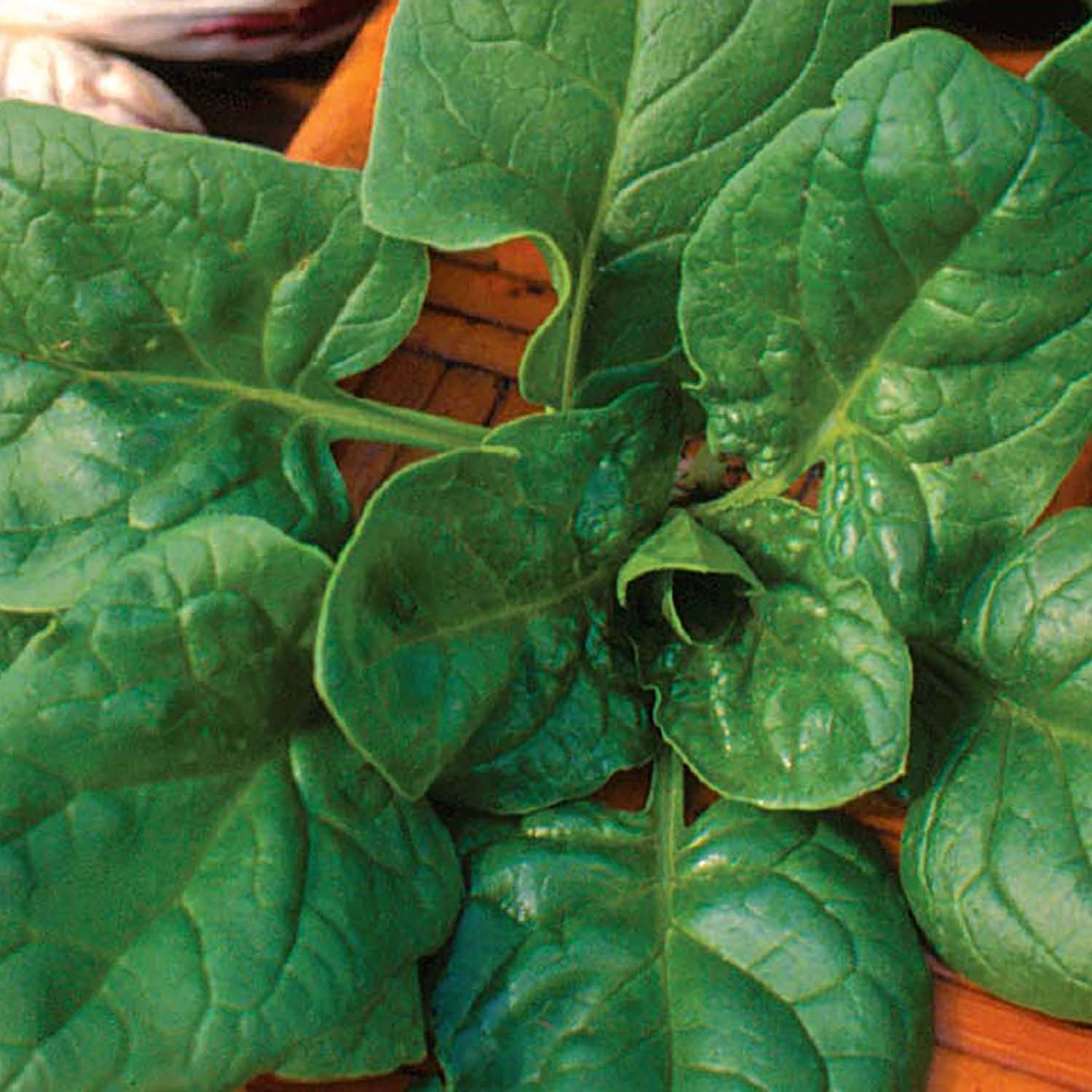 Ferry-Morse LC25.2319 Vegetable-Herb-Seeds - View #3
