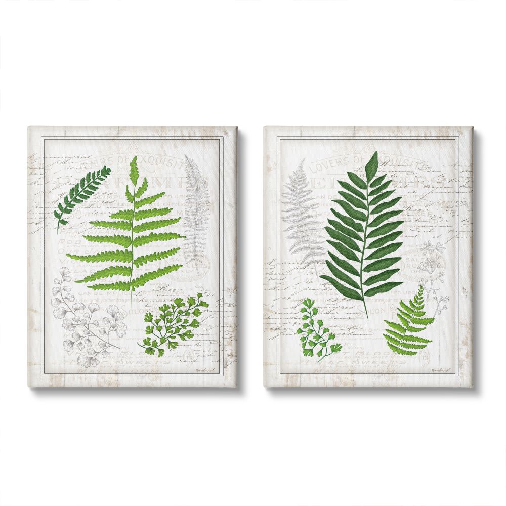 Stupell Industries Antique Fern Study with Script Forest Greenery Jennifer Pugh 30-in H x 24-in W Floral Print on Canvas in Off-White -  A2-072-CN-2PC-24X30