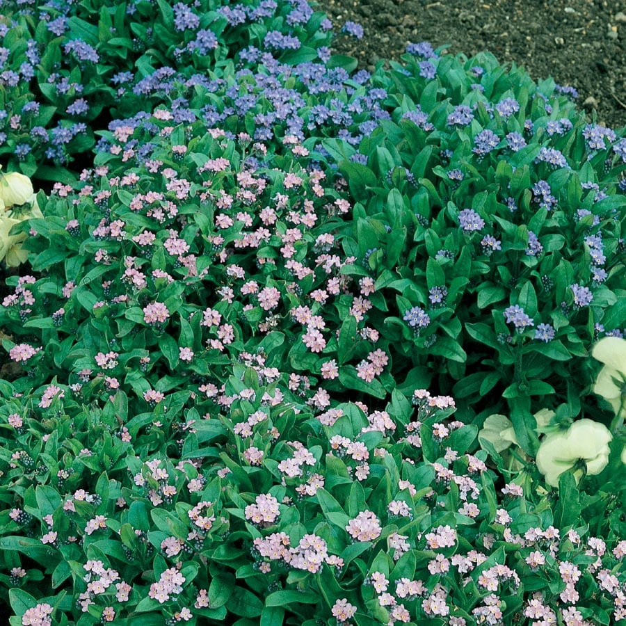 Forget Me Nots  New Hampshire Garden Solutions