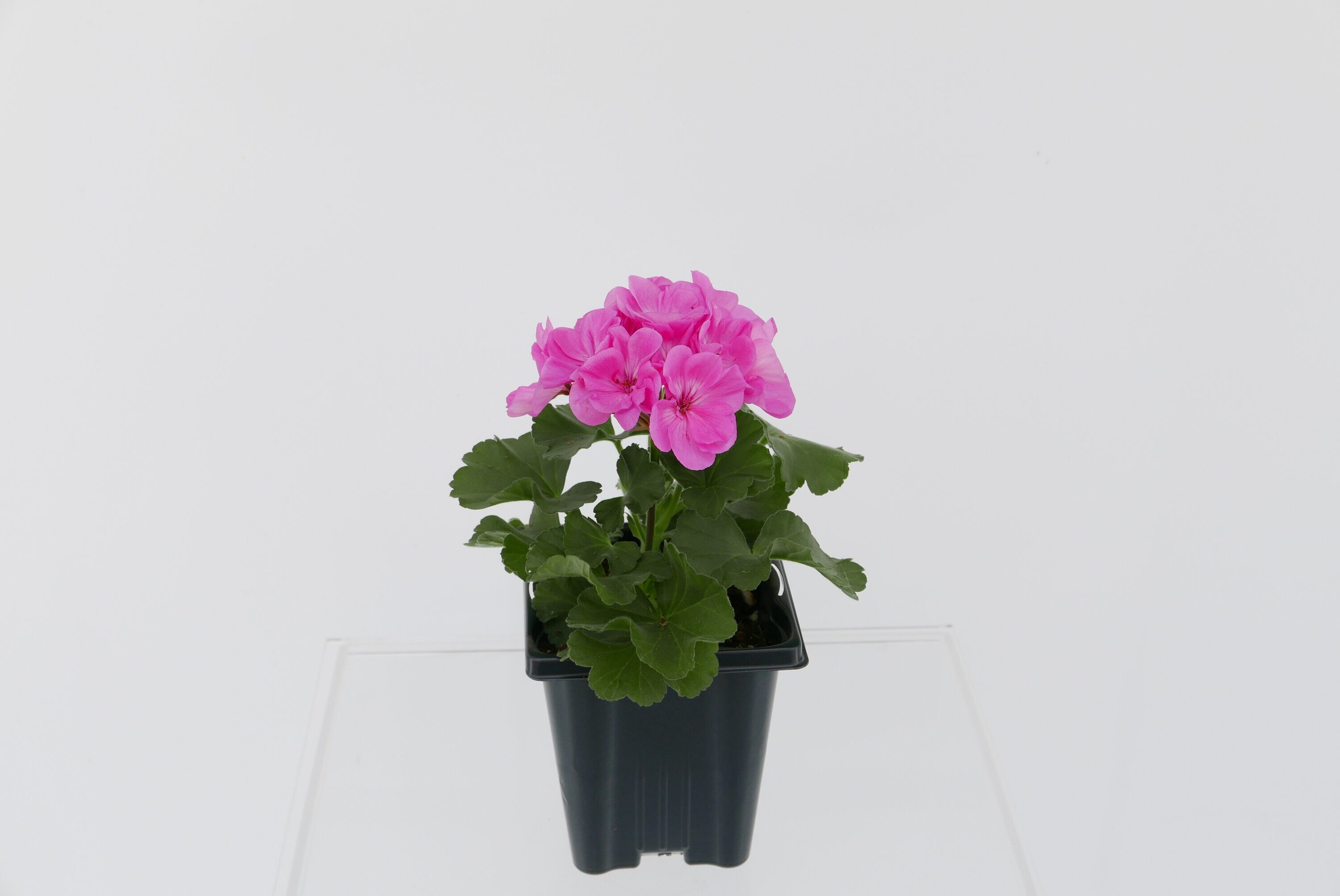  1117 annuals - View #5