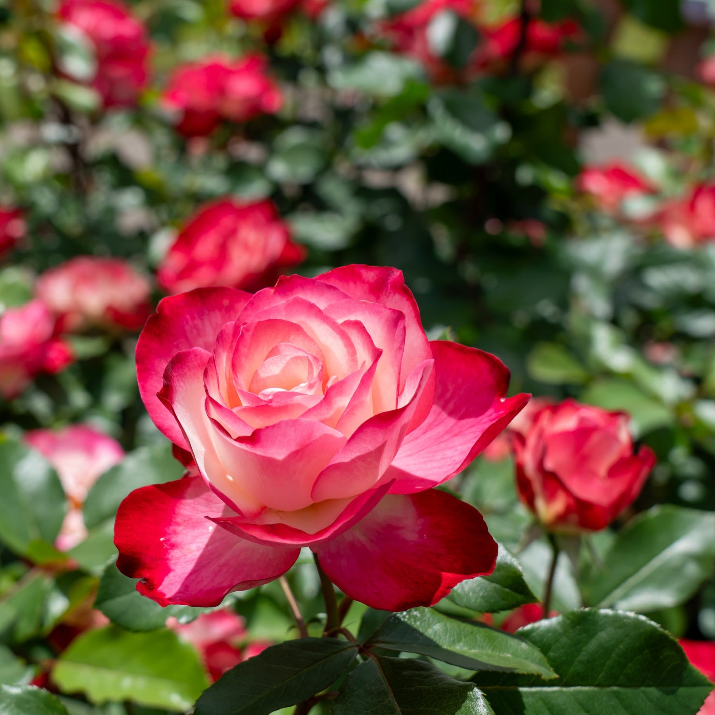 National Plant Network LW2570 roses - View #3
