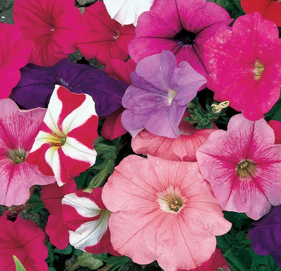 Lowe's NURSERY Multicolor Petunia in 2.5-Quart Pot