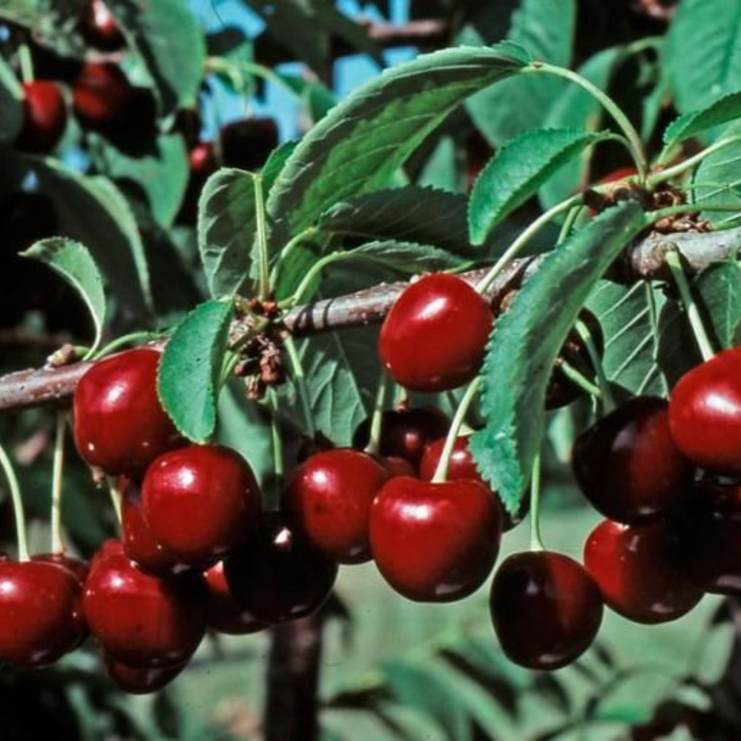 Southern Planters CHESTE05GD trees - View #3