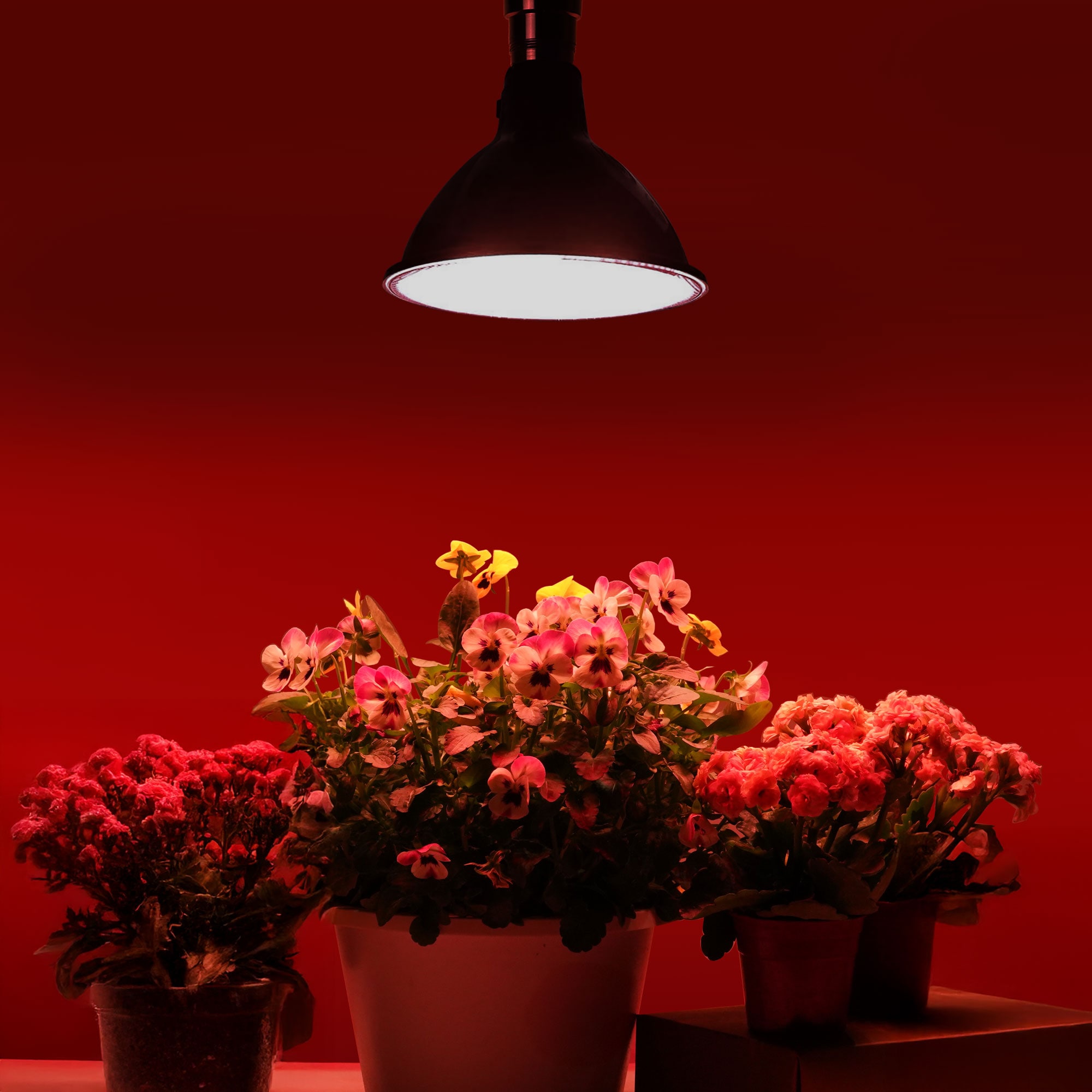 Utilitech Z-GR-PAR38-3S Grow-Lights - View #8