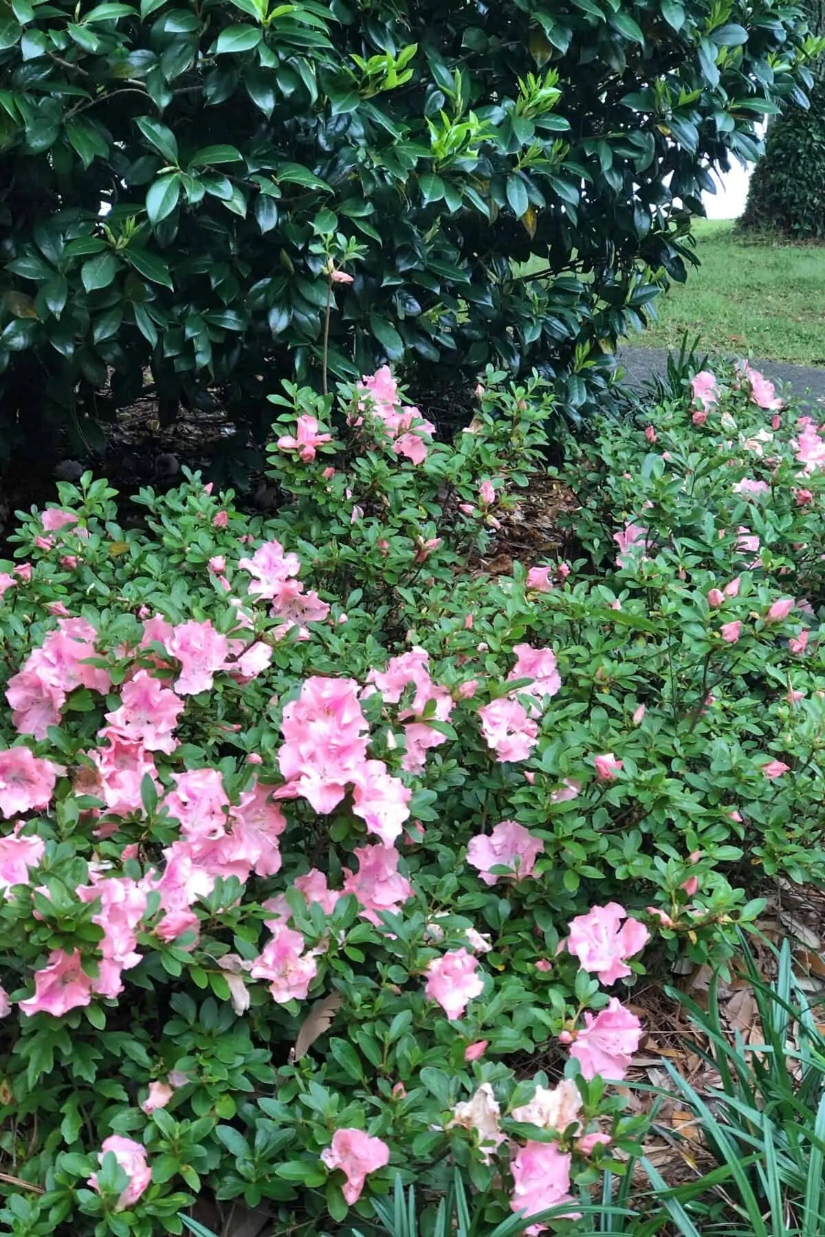 Encore Azalea 80621-1 shrubs - View #10
