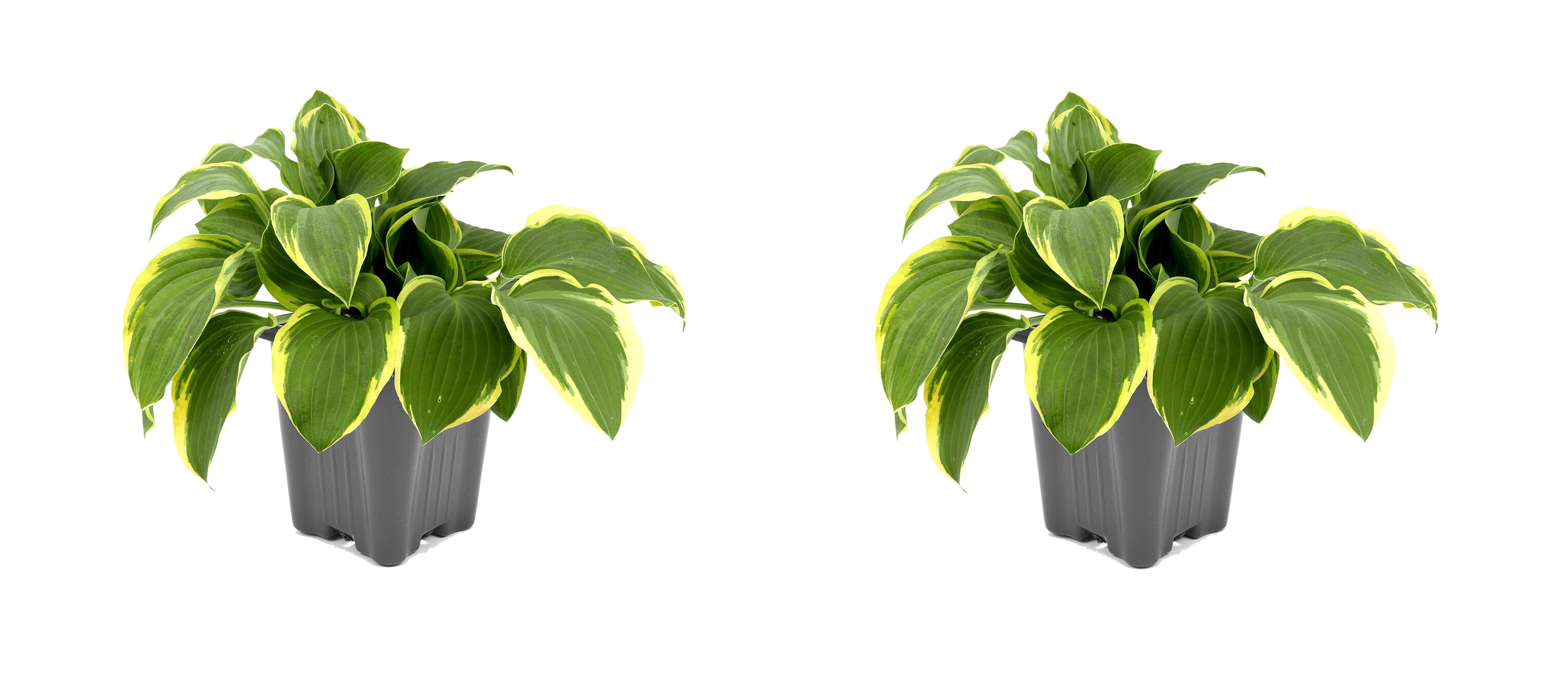  2537 White Hosta Twilight Plant in -Quart Pot 2.0 -Pack