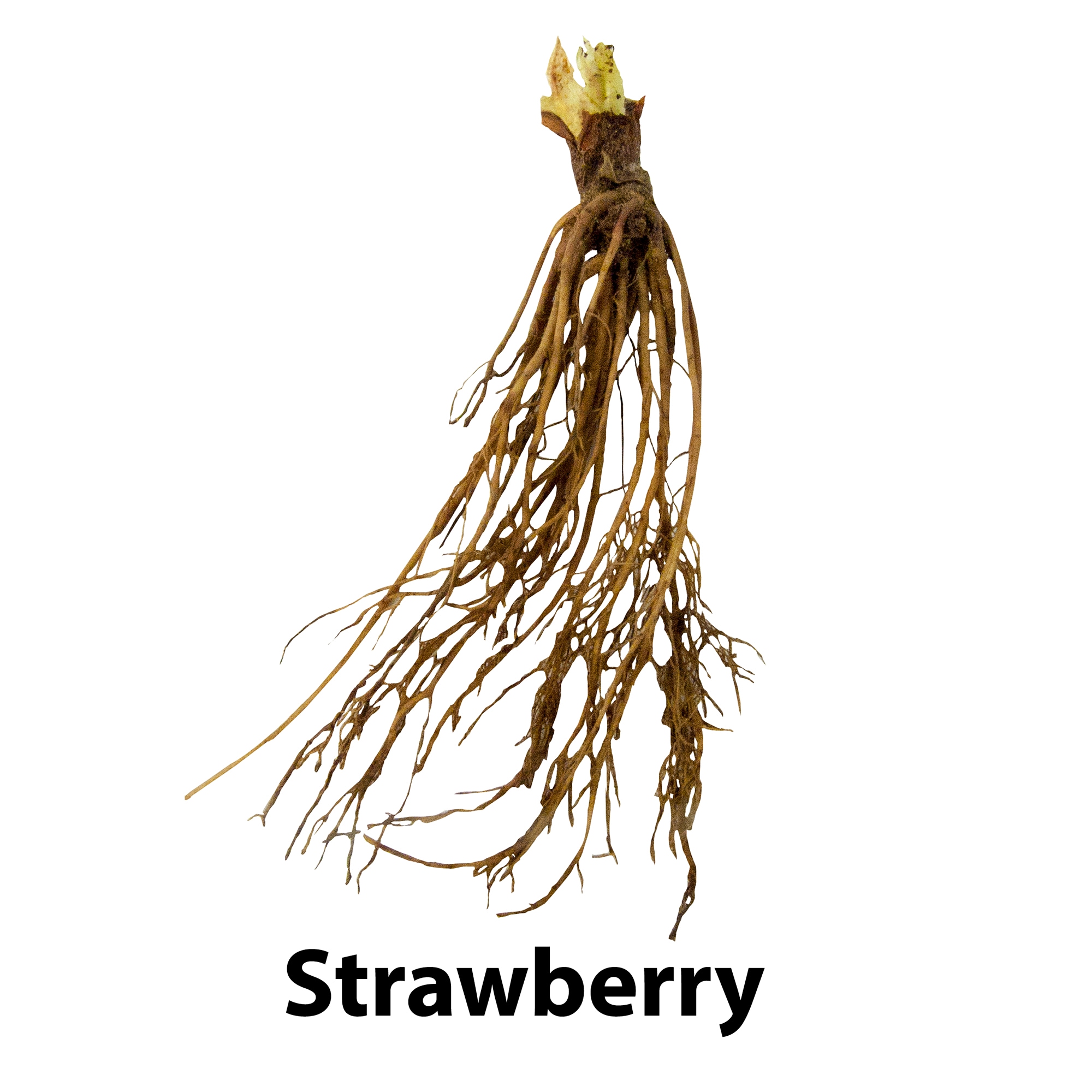Gurney's Seed and Nursery 13846 Fruit-Plants - View #3