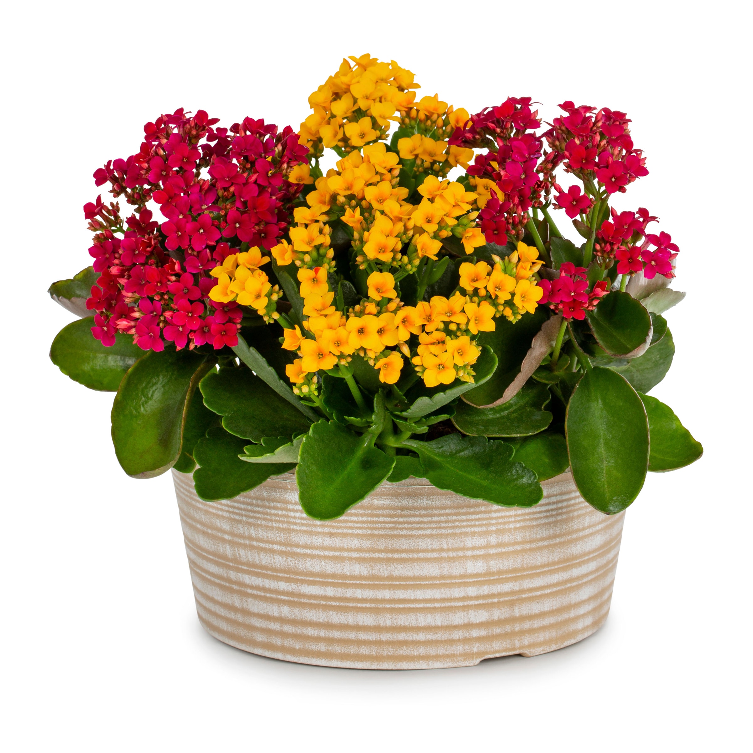 Multicolor Kalanchoe in 1-Gallon Planter in the Annuals department at ...