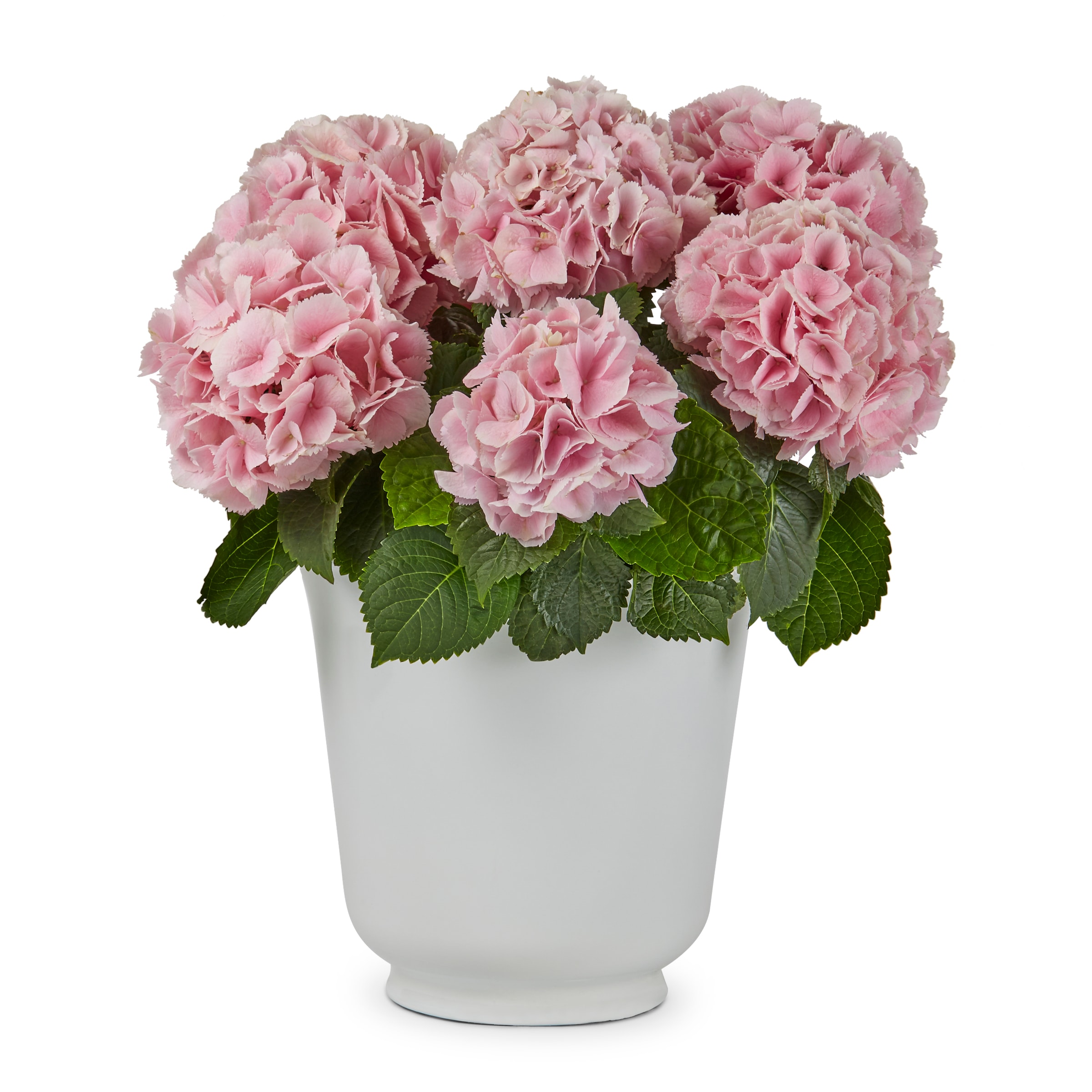  NURSERY Multicolor Hydrangea in 1.9-Gallon Planter