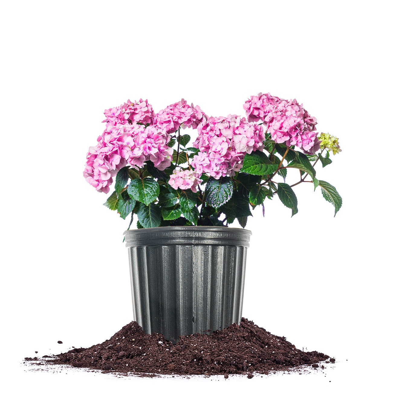 Perfect Plants LOPENNYMCHYDRANGEA1G Penny Mac Hydrangea Flowering Shrub in 1 -Gallon Pot with Multicolor Blooms