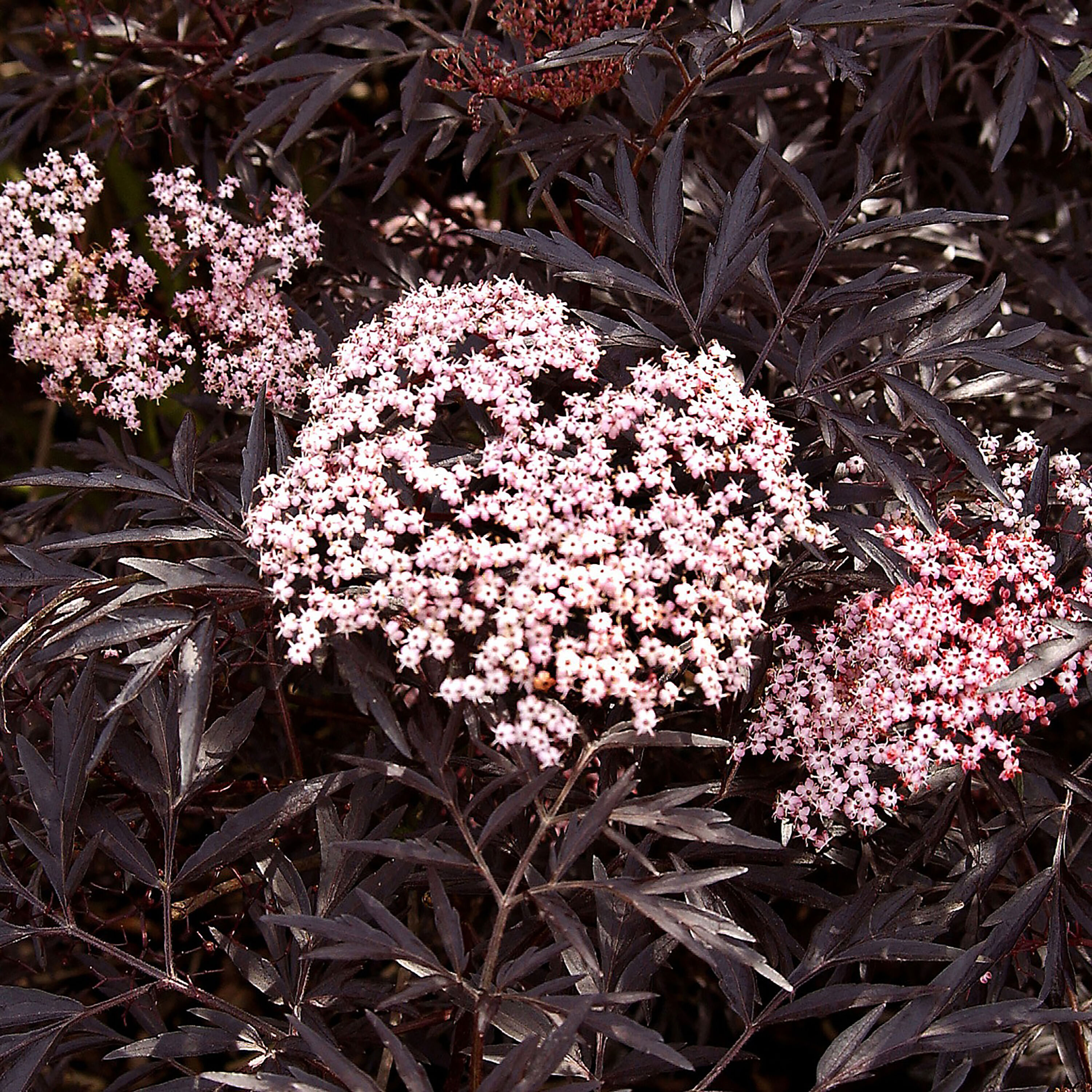 Proven Winners SAMPRC1026101 Black Lace Elderberry (Sambucus) Flowering Shrub in 1 -Gallon Pot 1.0 -Pack with Pink Blooms