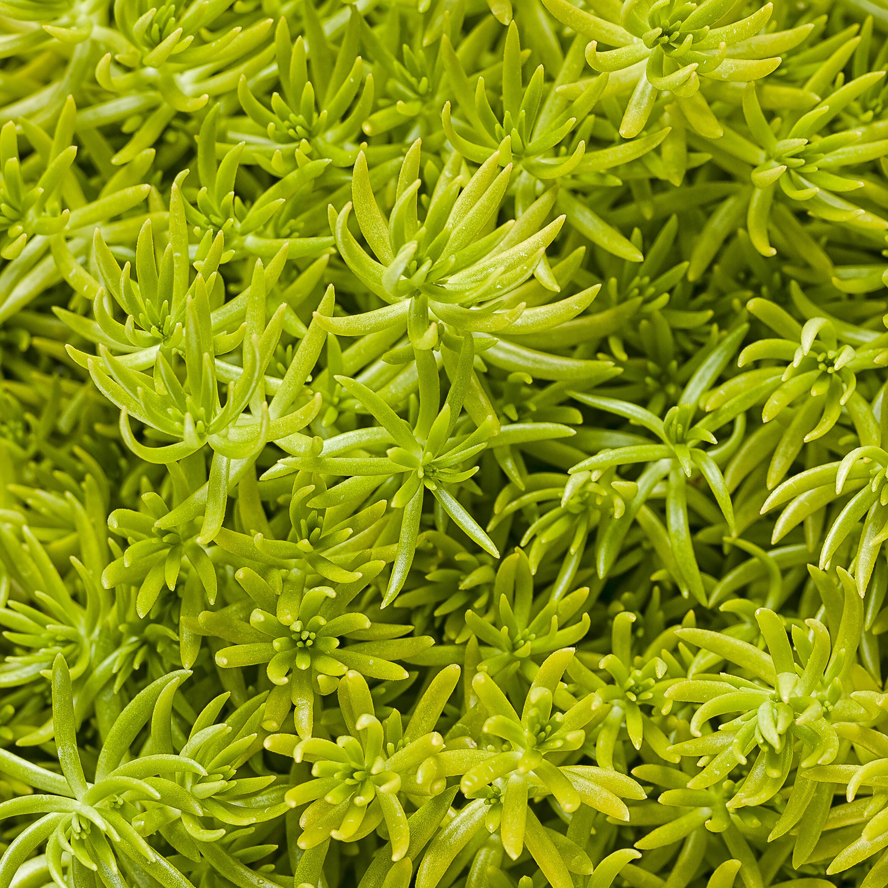 Safer For Pets Lemon Coral (sedum) Plants, Bulbs & Seeds At Lowes.com