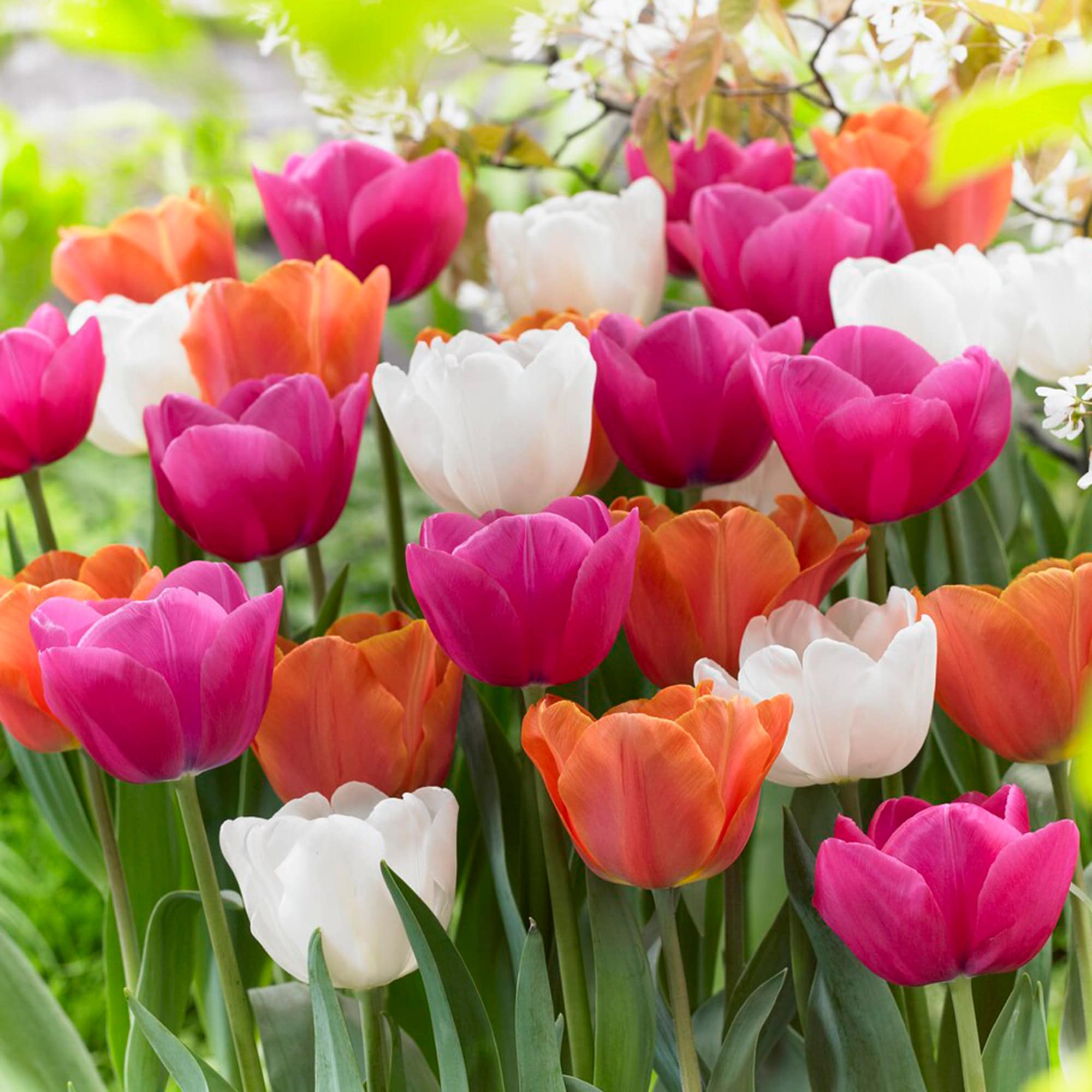 Garden State Bulb ECF-44-50-02 Multicolor Coffee and Donut Mix Triumph Tulip Bulbs 50 Count