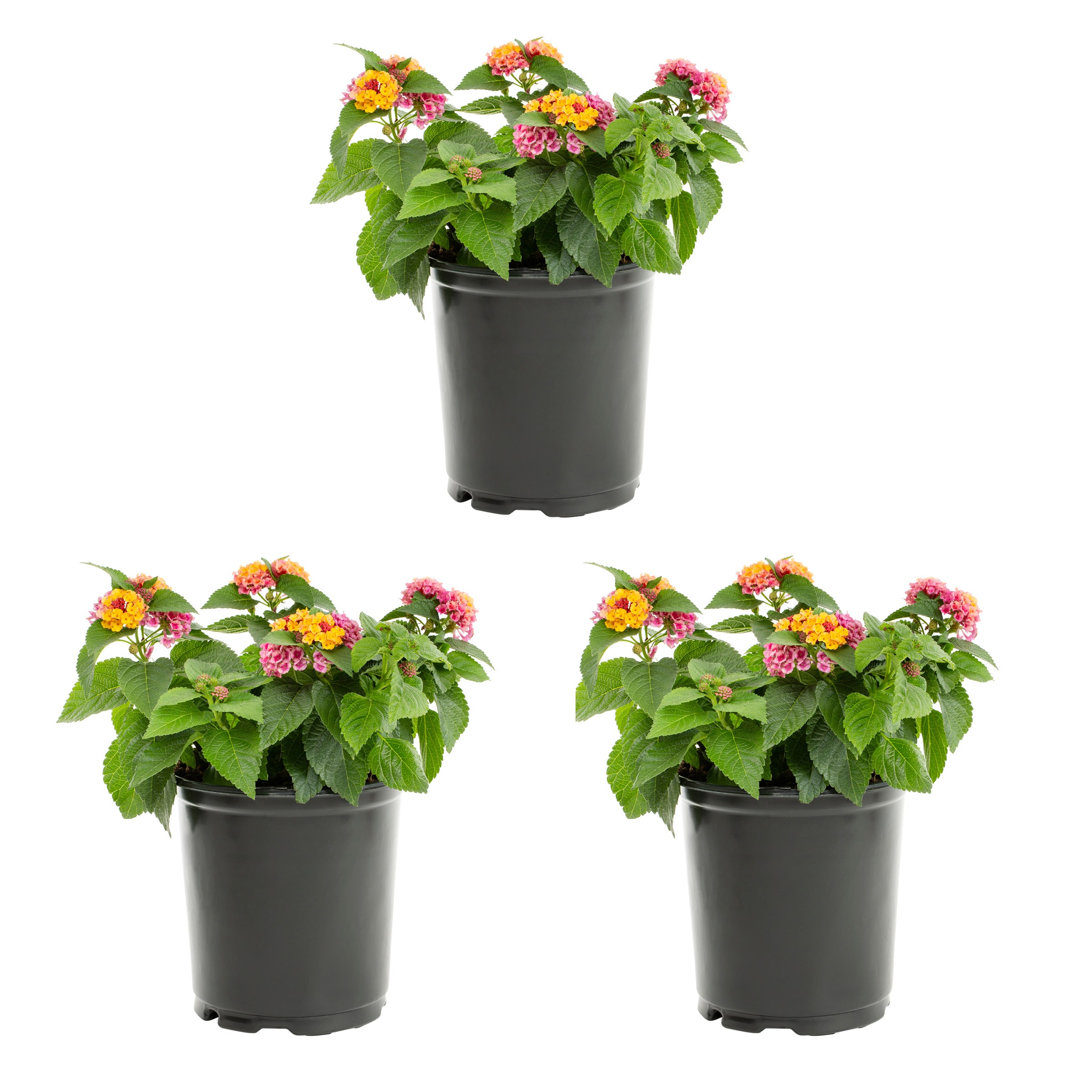 Metrolina Greenhouses 5178 Multicolor Lantana in 2-Quart Pot 3-Pack