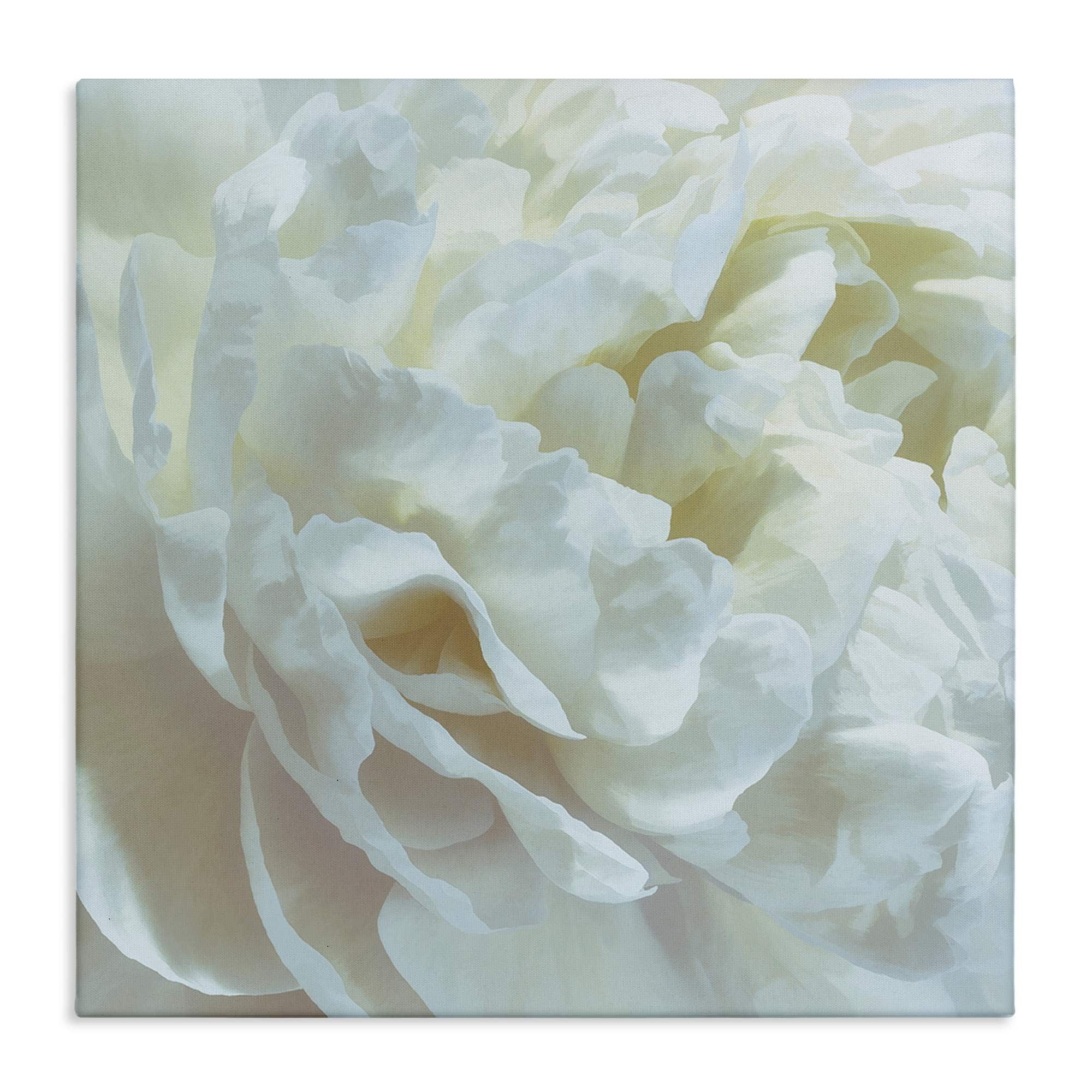Stupell Industries BS-555-CN-24X24 Elegant White Petals Canvas Wall Art By David Pollard 24 x 24