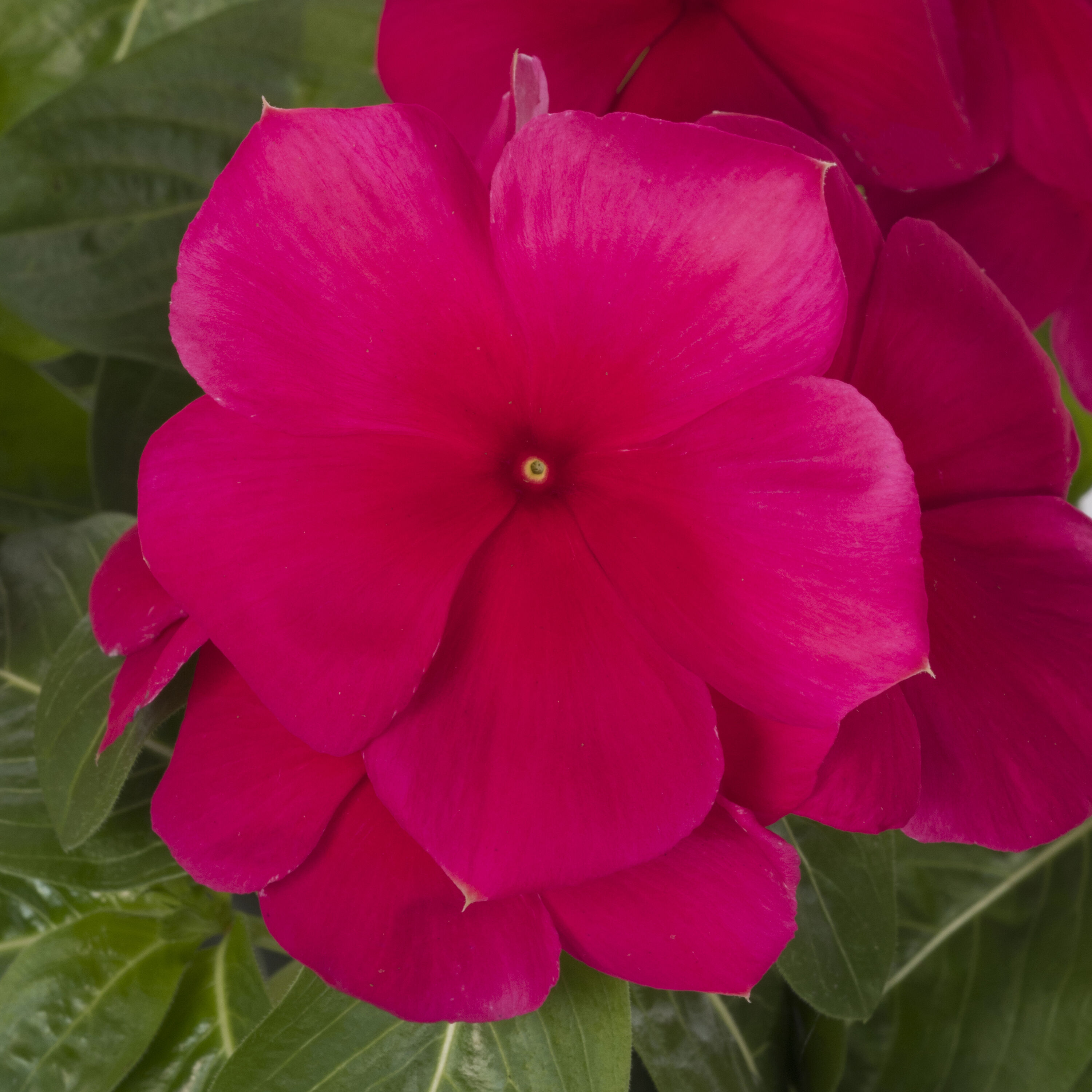 Lowe's 922759 annuals - View #3