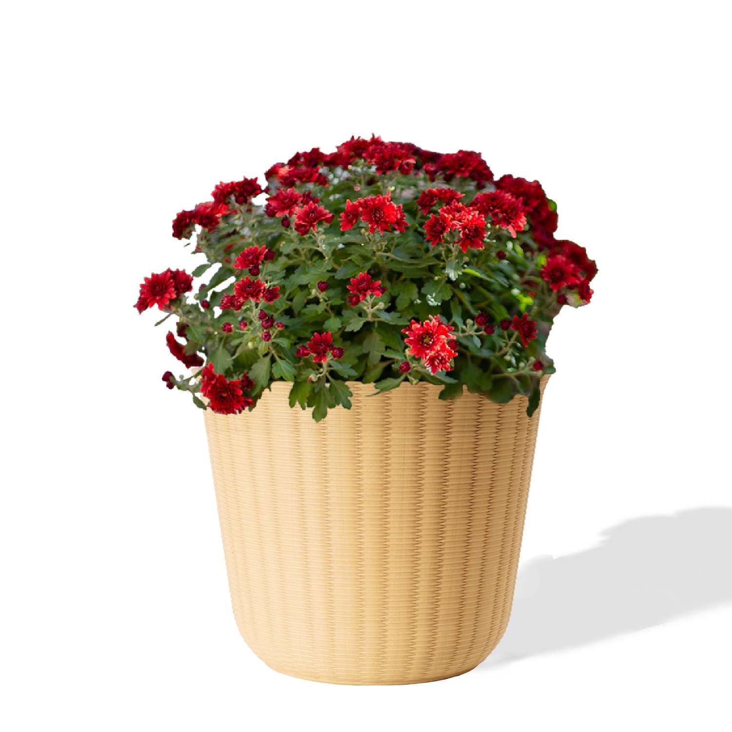 Style Selections DP2151R Planter-Window-Box - View #2