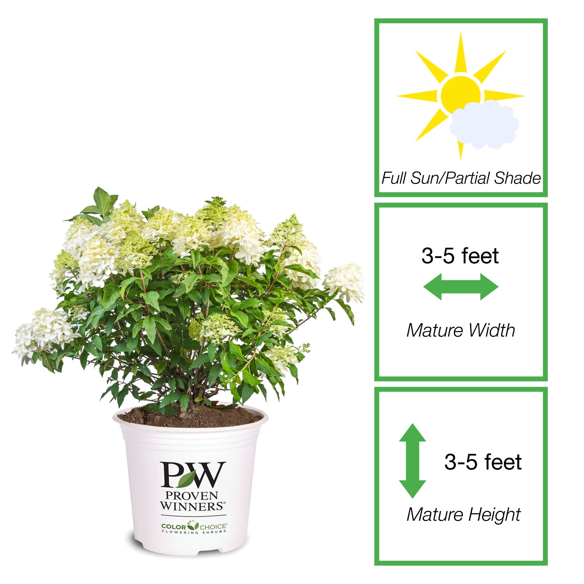 Perfect Plants LOLITTLEPUNCH3G shrubs - View #5