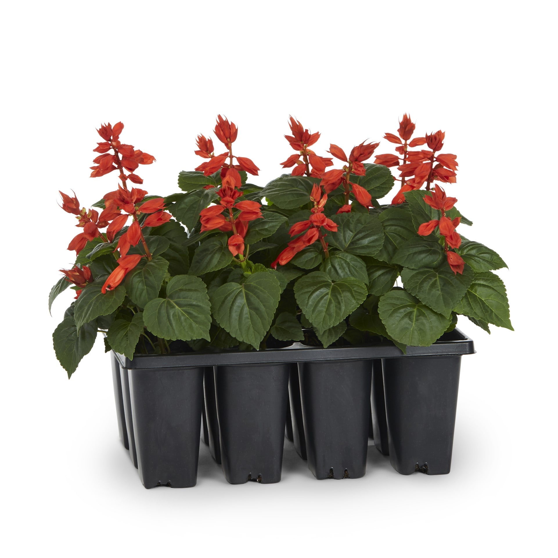 Lowe's Multicolor Salvia in 12-Pack Tray in the Annuals department 