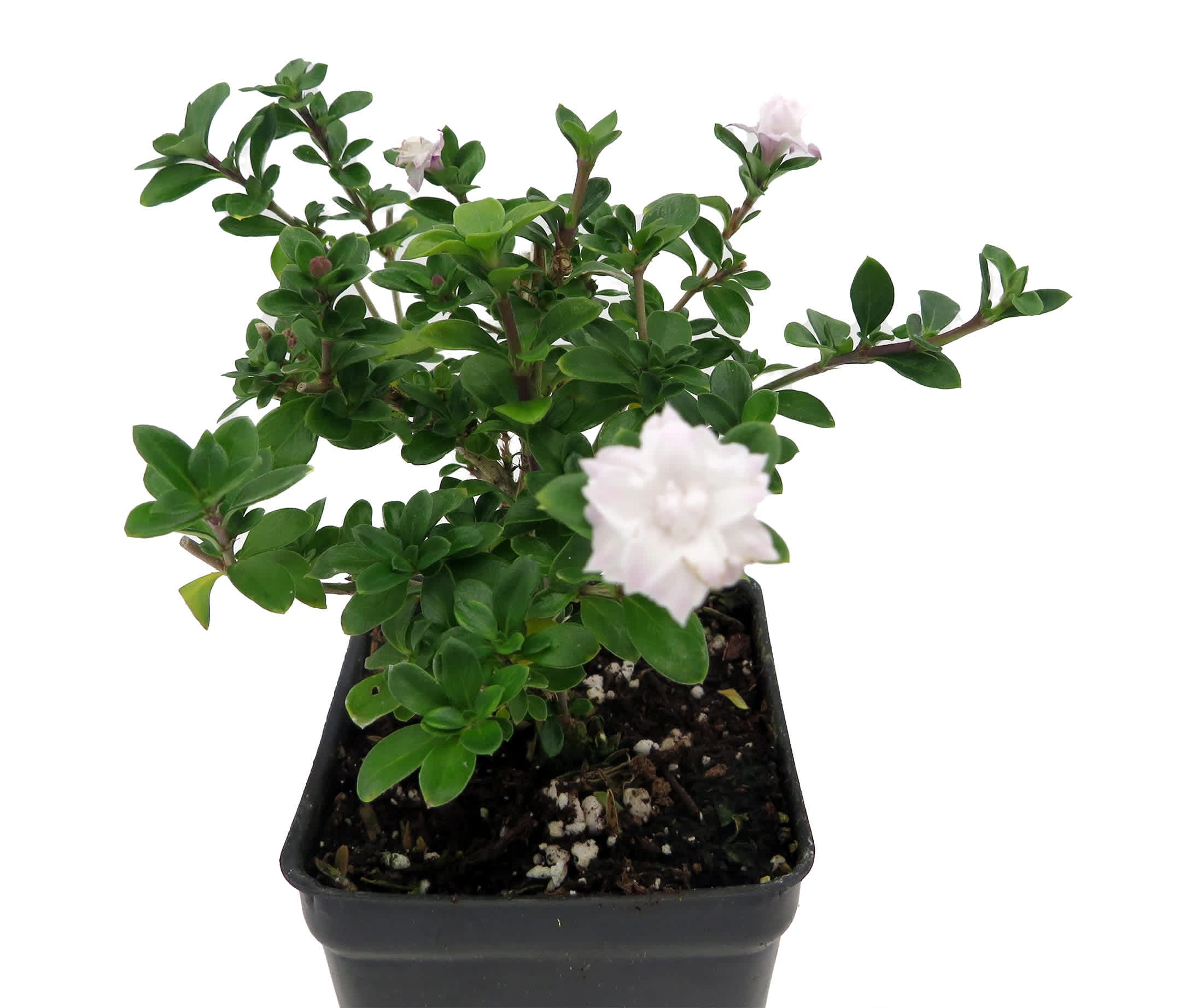 Bonsai Serissa