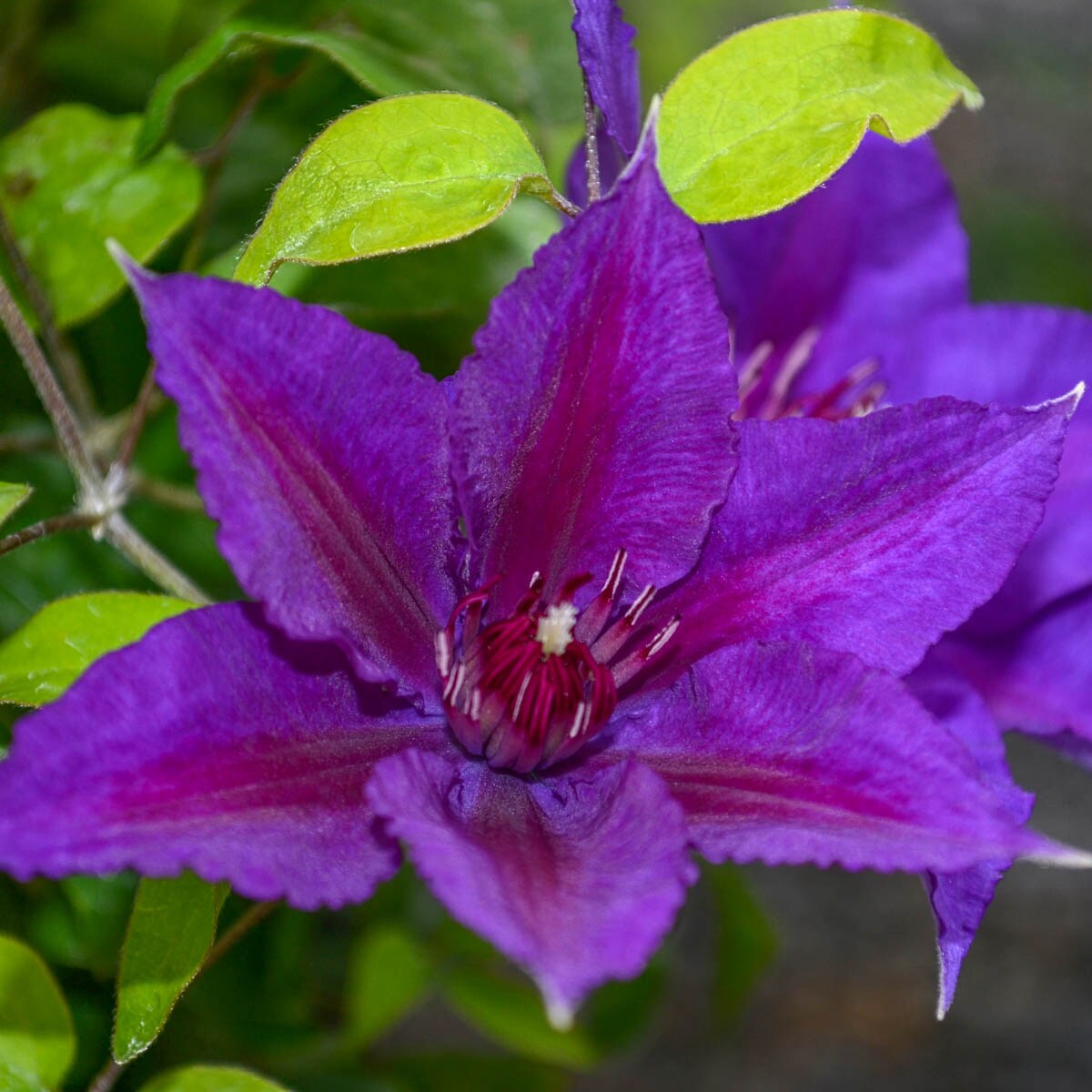 Flowering Edda Clematis Vine Plants, Bulbs & Seeds at Lowes.com