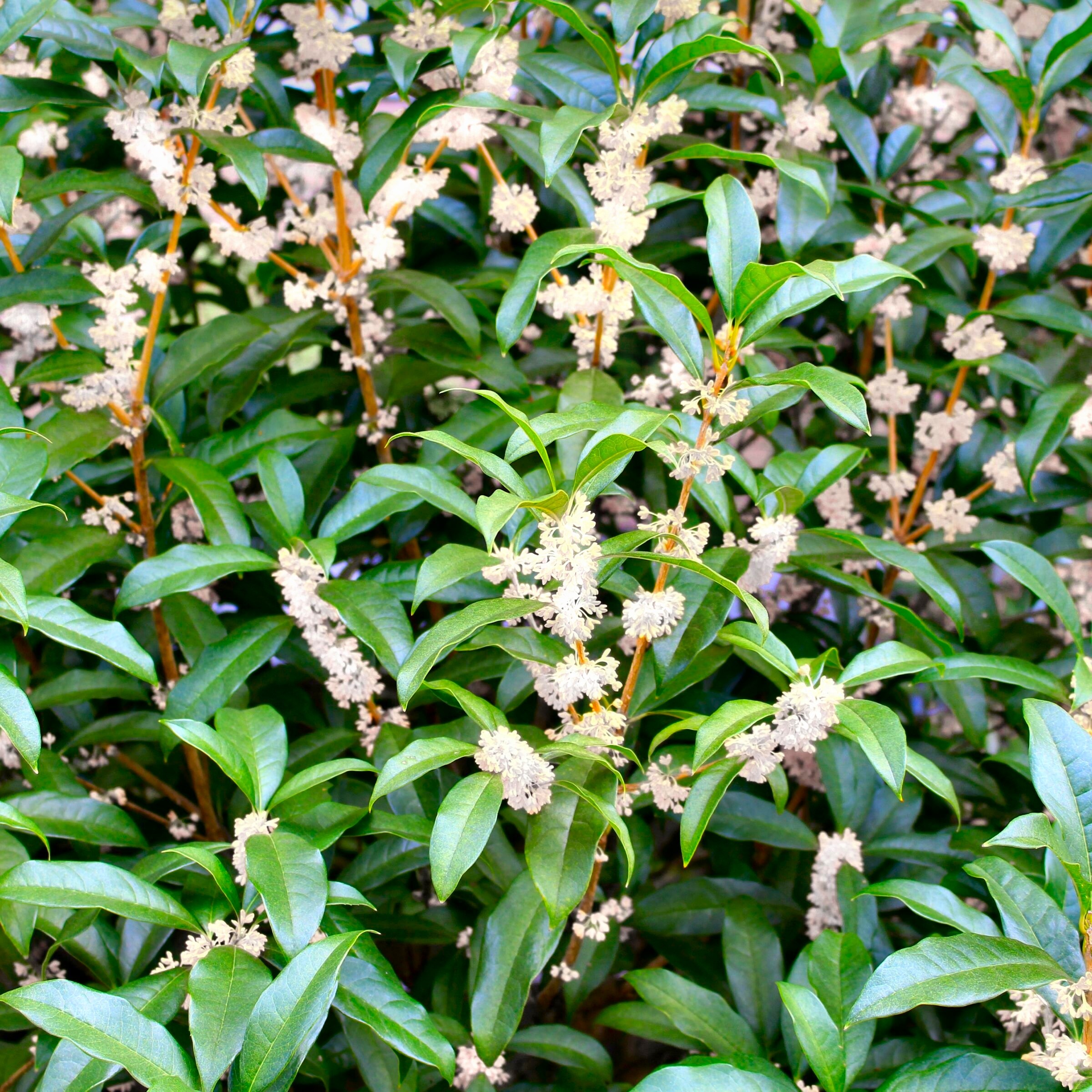 National Plant Network LW1102 shrubs - View #4