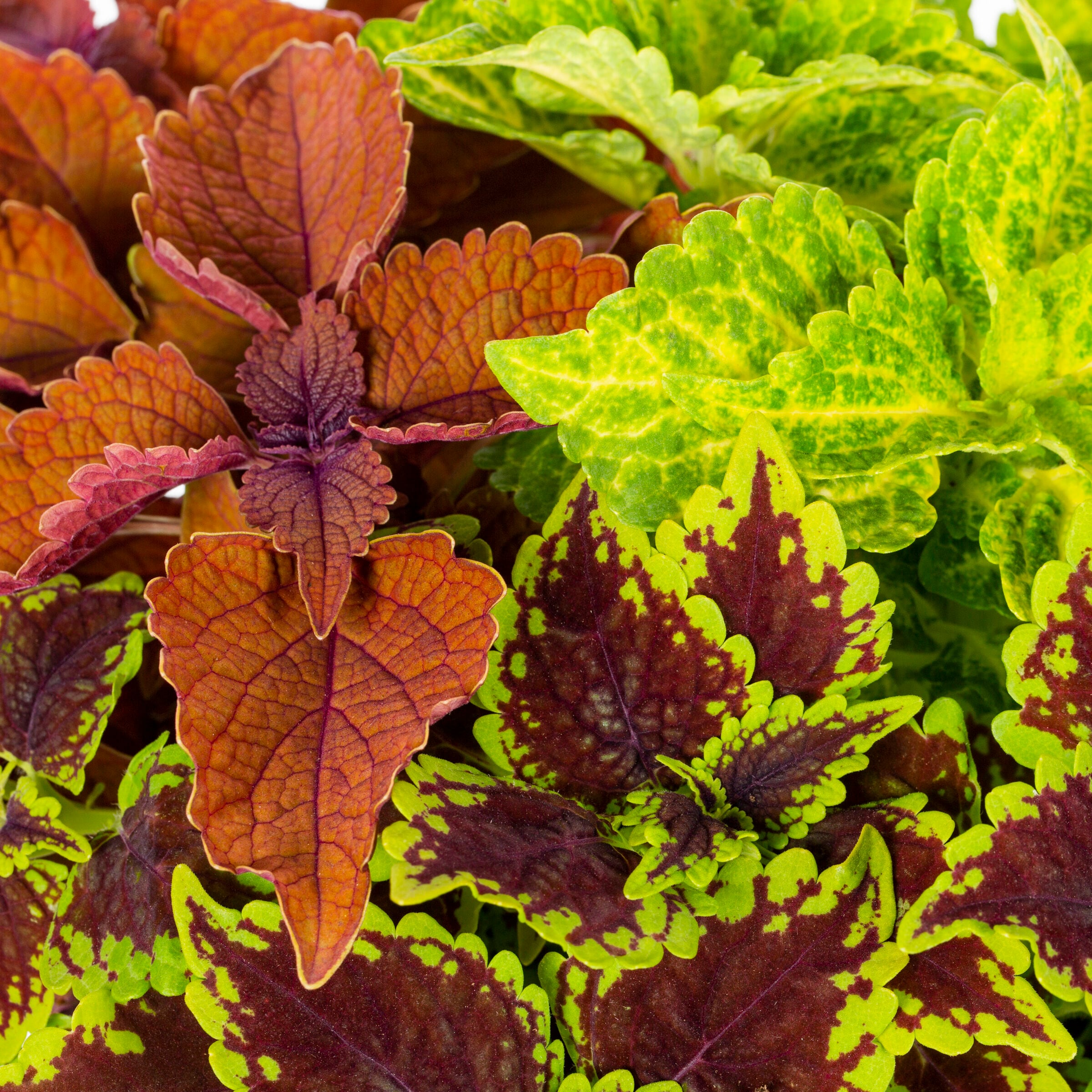 Ready Refill 825235 annuals - View #2