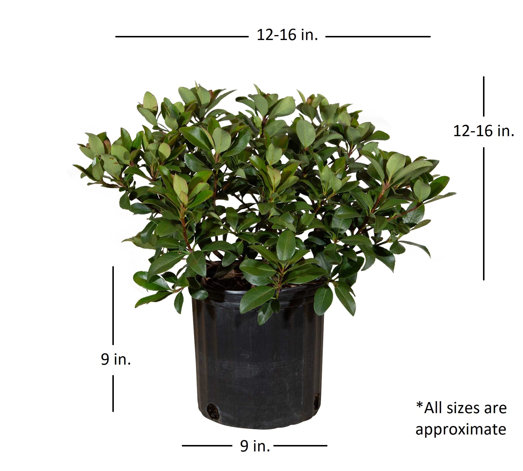 Flowerwood 51723FL-1 shrubs - View #2