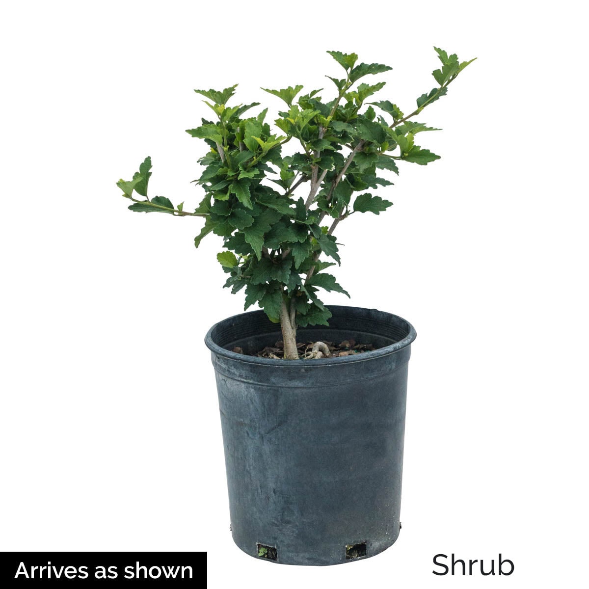 Spring Hill Nurseries 82956 shrubs - View #3