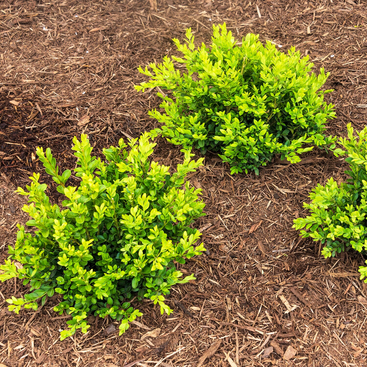 Spring Hill Nurseries Green Gem Boxwood Foundation/Hedge Shrub in 1 ...